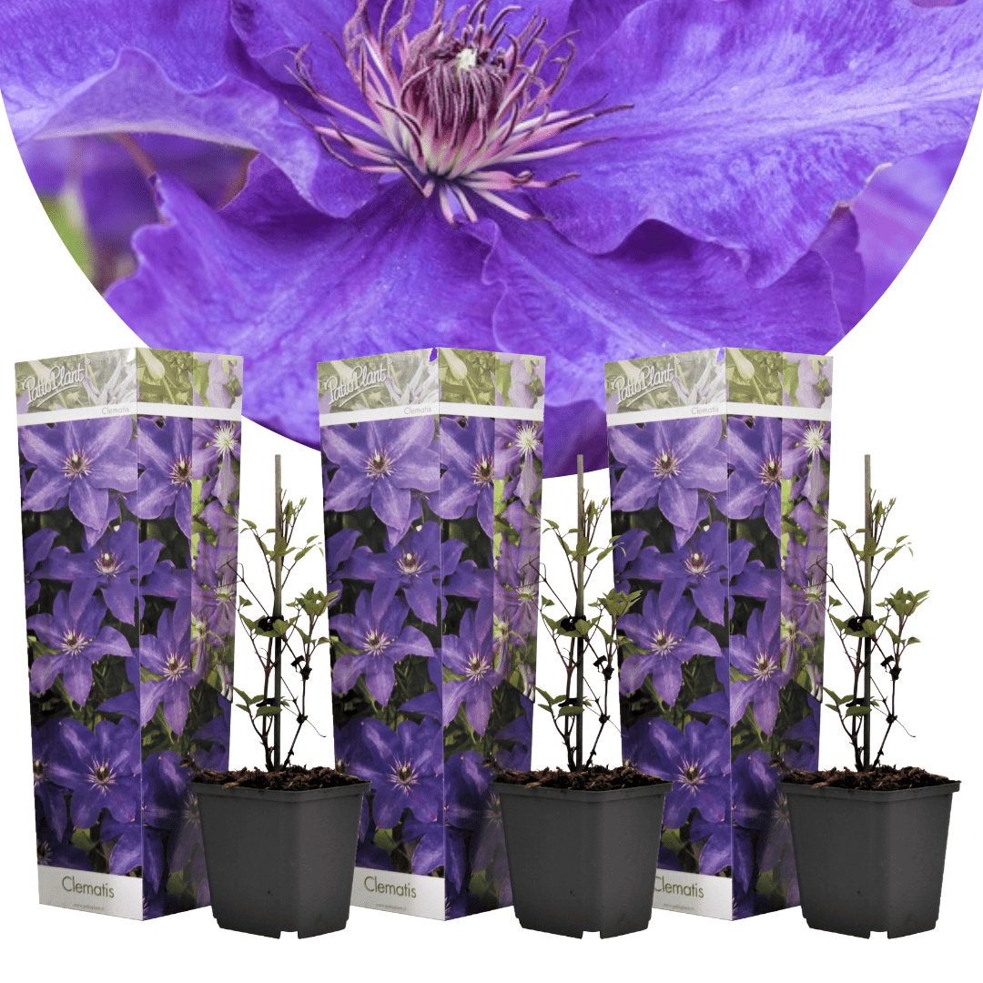 Clematis purple - lot de 3