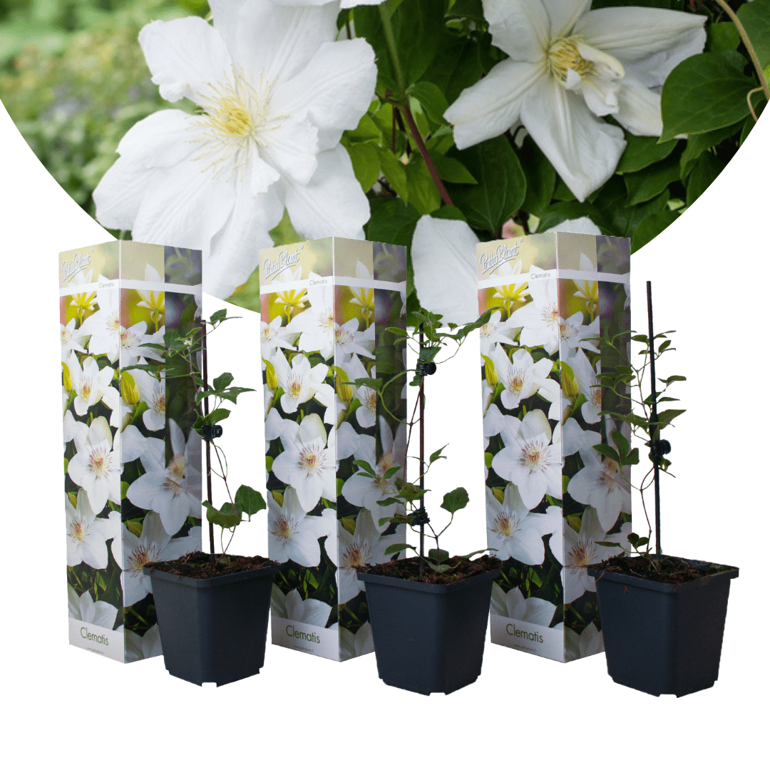 Clematis white - lot de 3