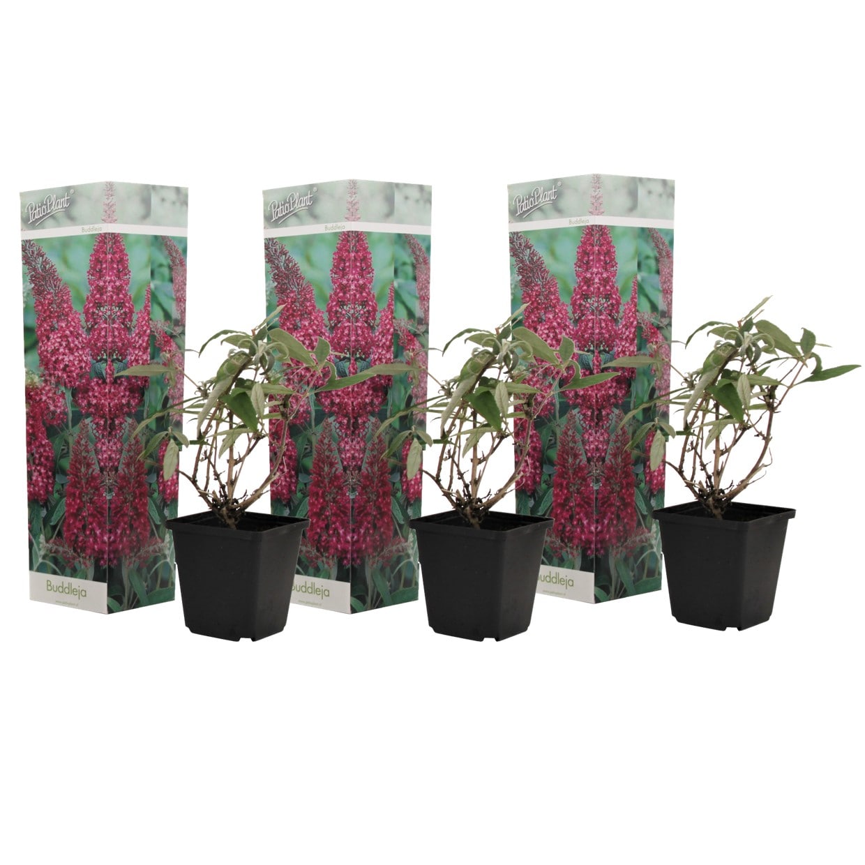 Buddleja butterfly bushes pink - lot de