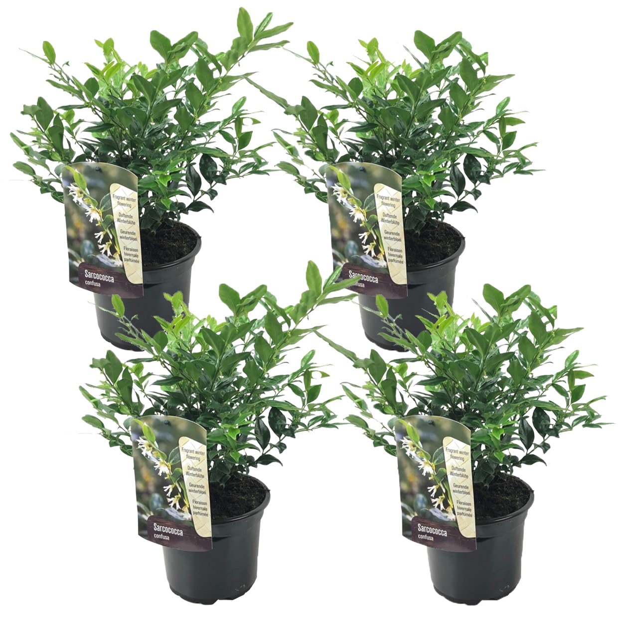 Sarcococca confusa - lot de 4