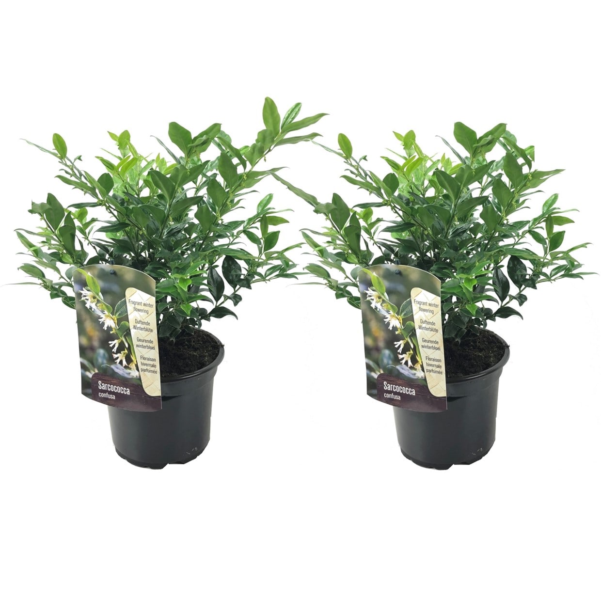 Sarcococca confusa - lot de 2