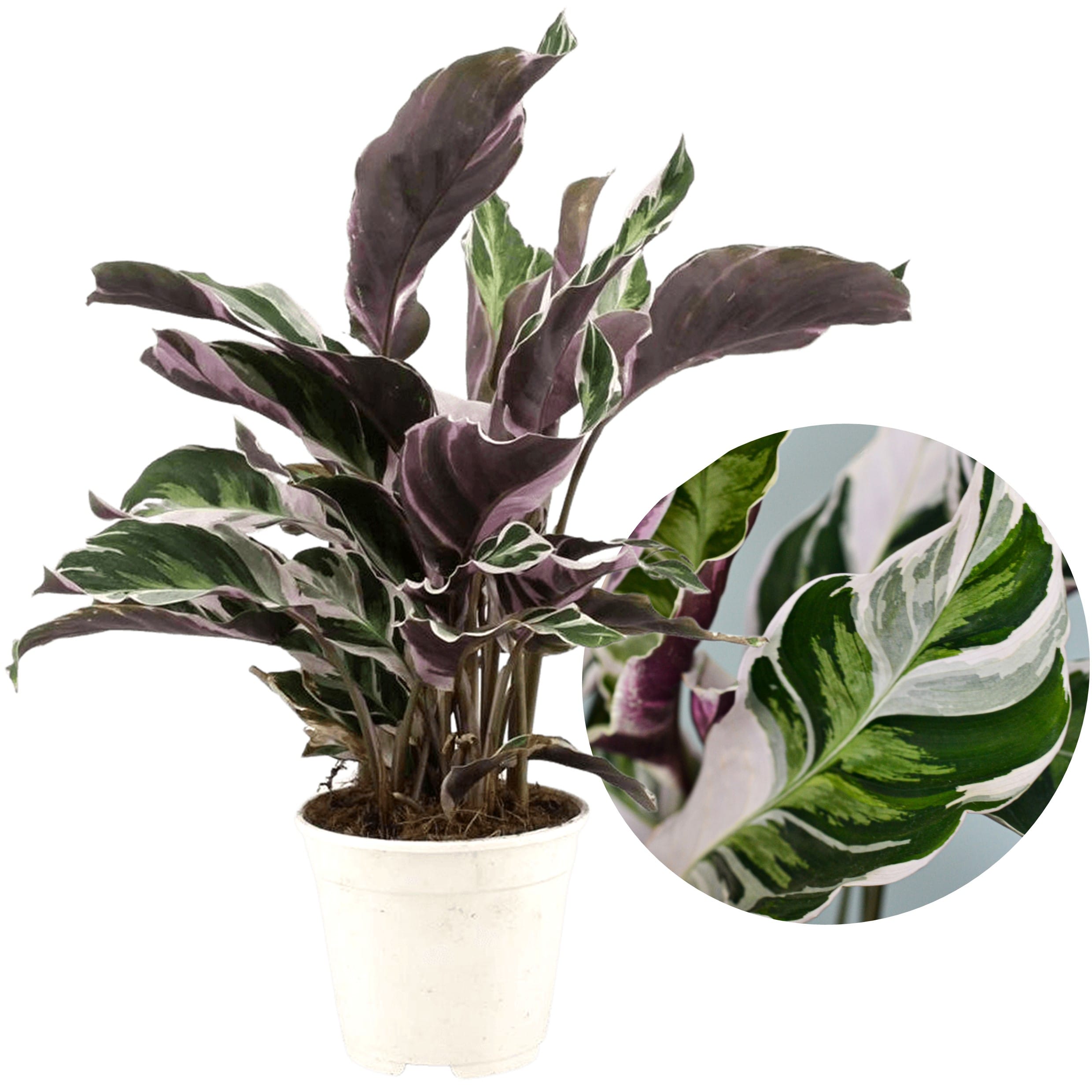 Calathea 'fusion white'