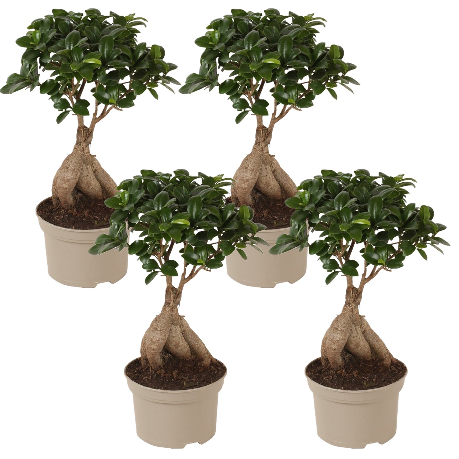 Ficus ginseng 'japanse bonsai' - lot de