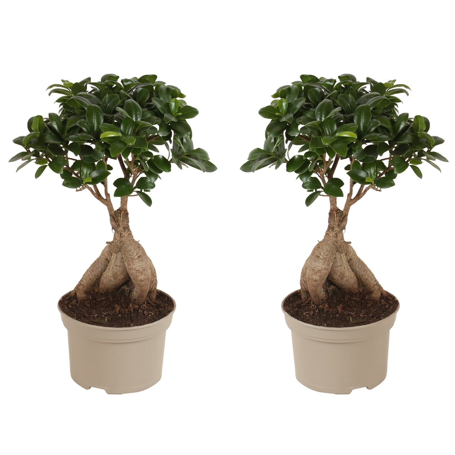 Ficus ginseng 'japanse bonsai' - lot de