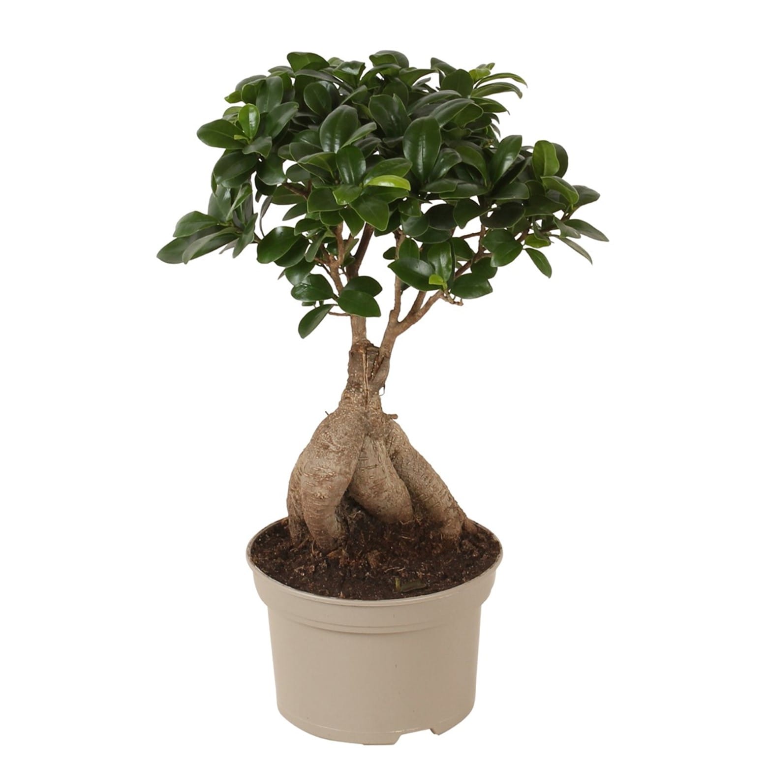 Ficus ginseng 'japanse bonsai'