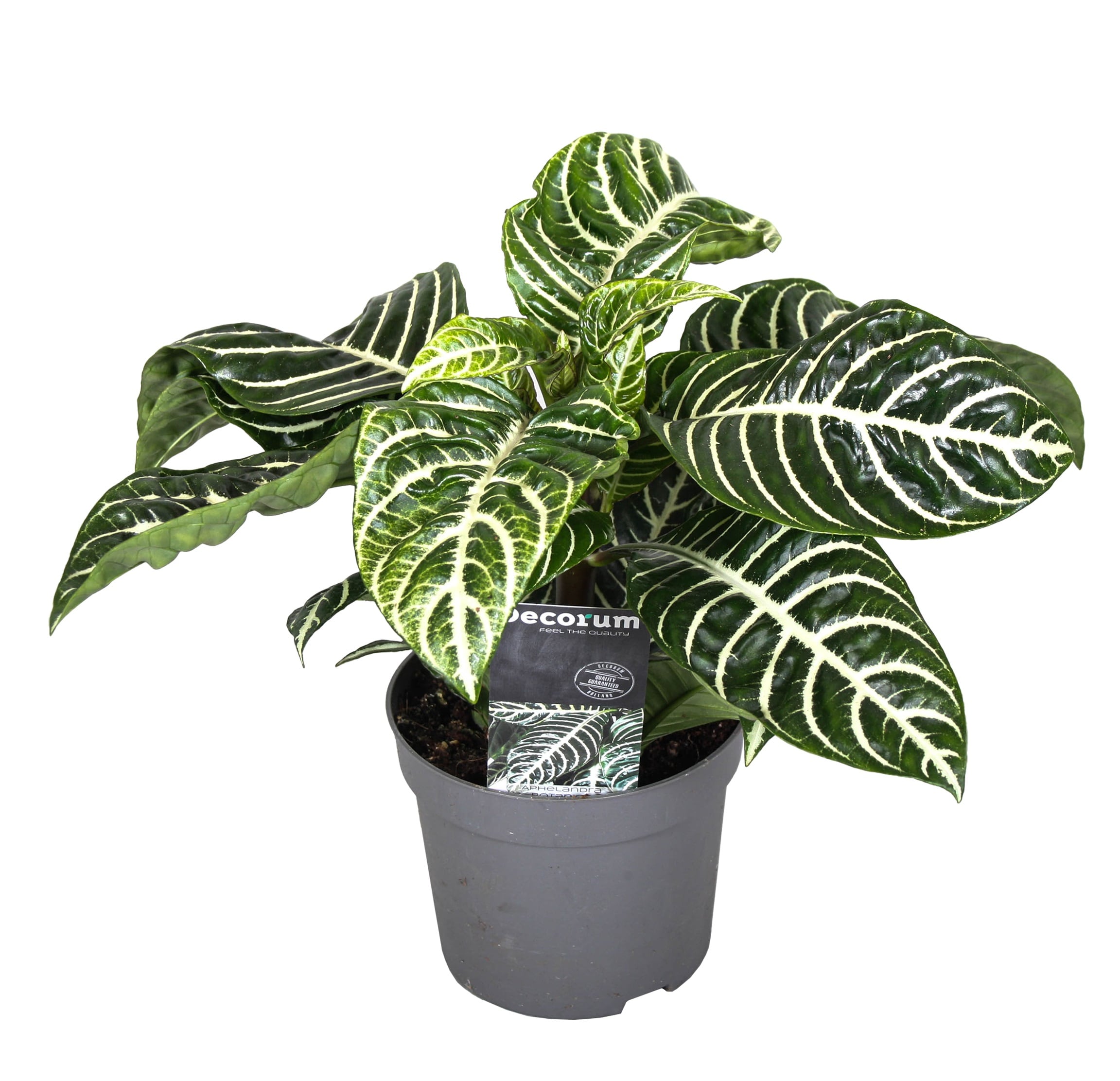 Aphelandra botanica 'zebra plant' (plant