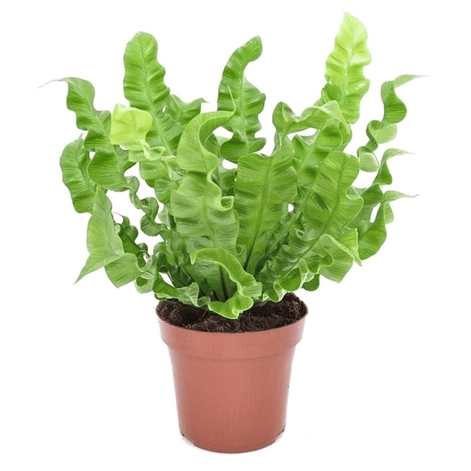 Asplenium 'crispy wave'