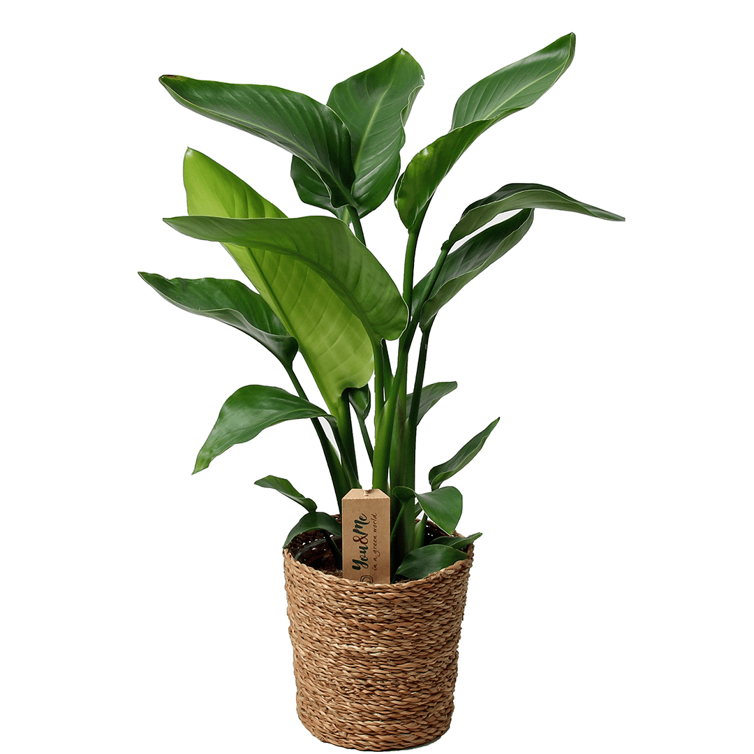 Plante strelitzia 'birds of paradise' av