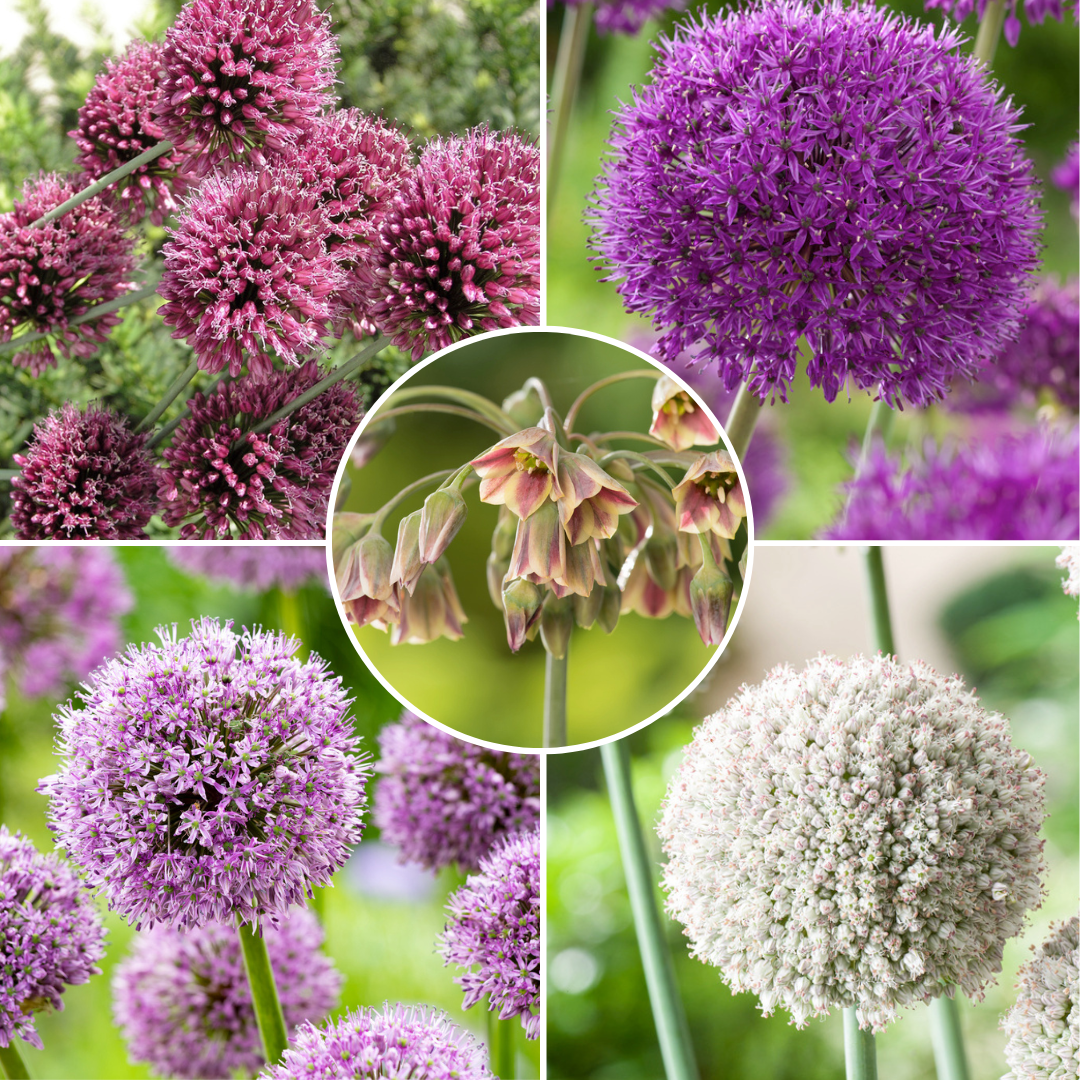 Bulbes d'allium 'oignons d'ornement' - m