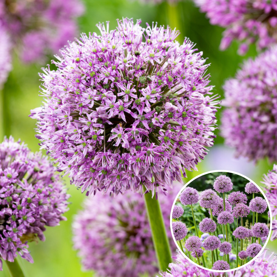 Bulbes d'allium 'gladiator' - lot de 16