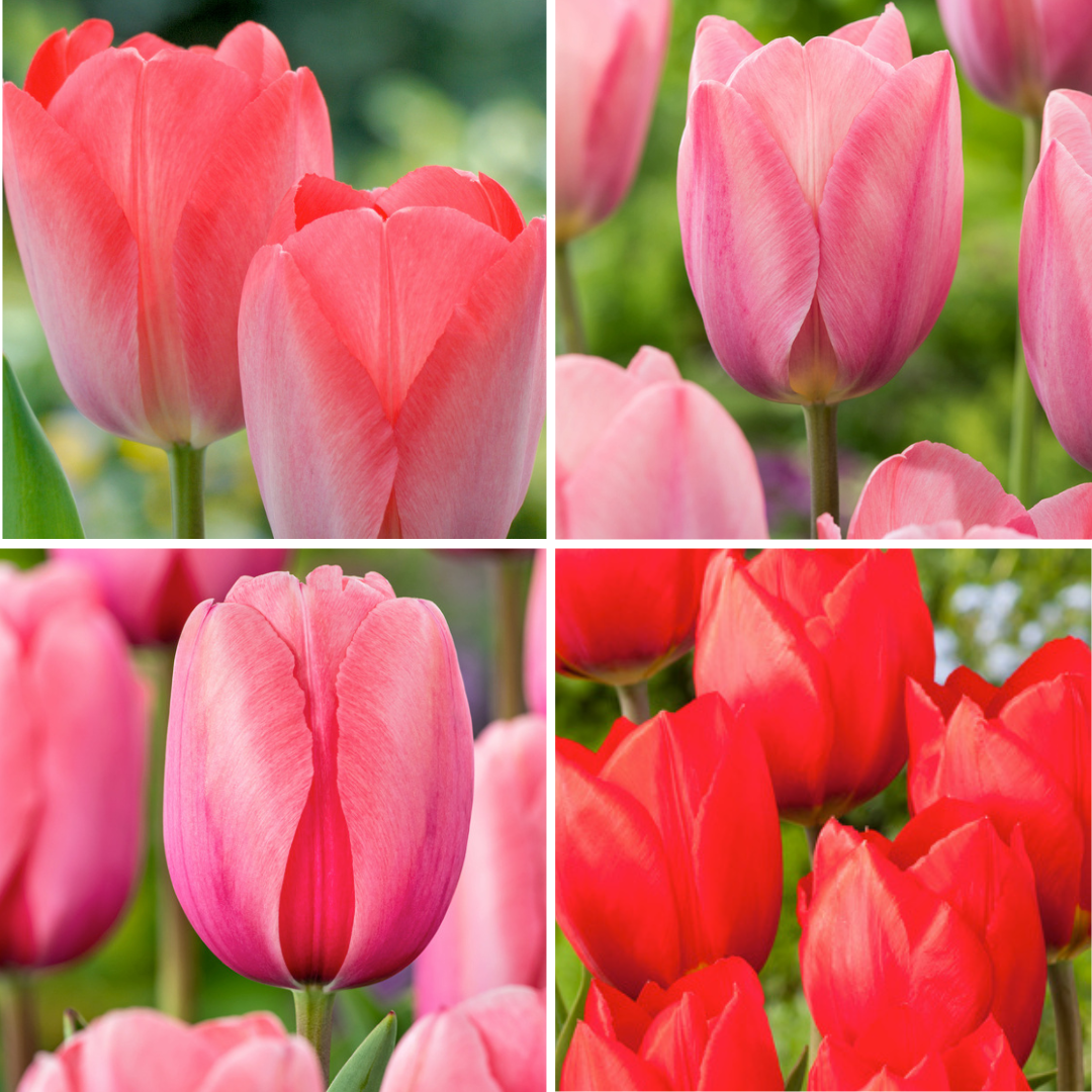 Bulbes de tulipe rose et rouge - mélange