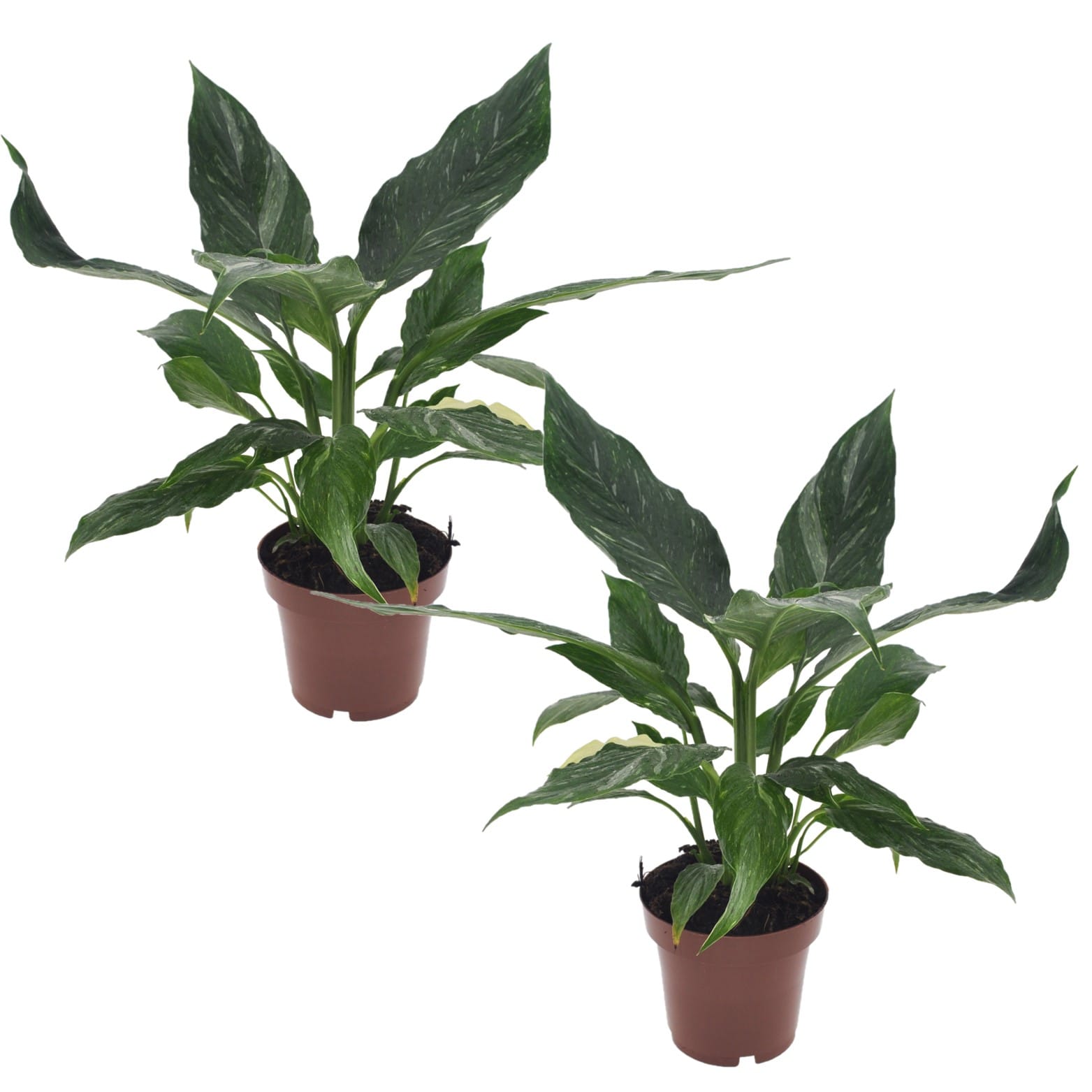 Spathiphyllum 'diamond' - lot de 2