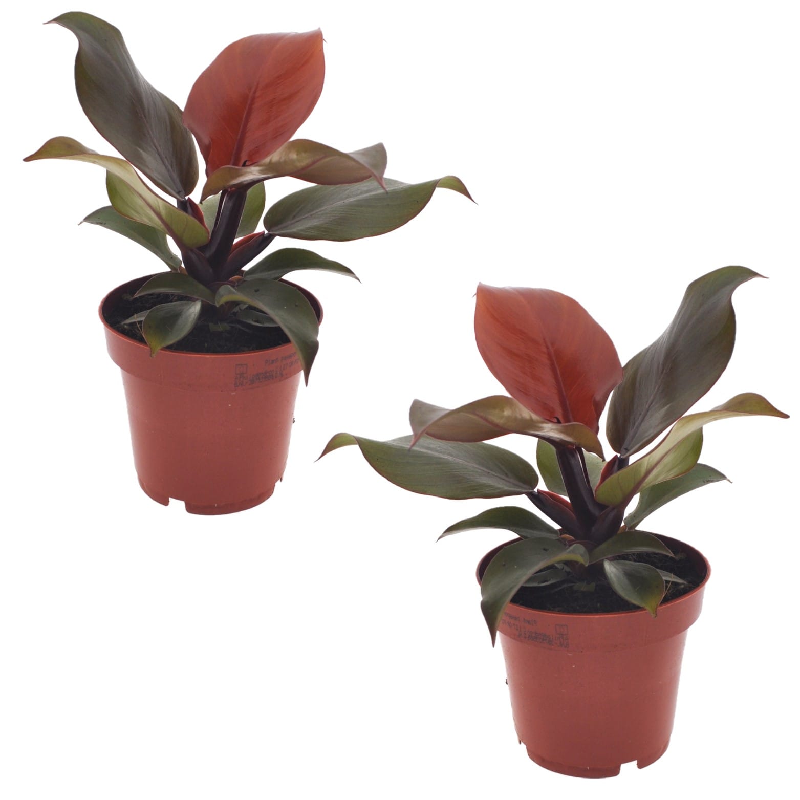 Philodendron 'sun light' - lot de 2