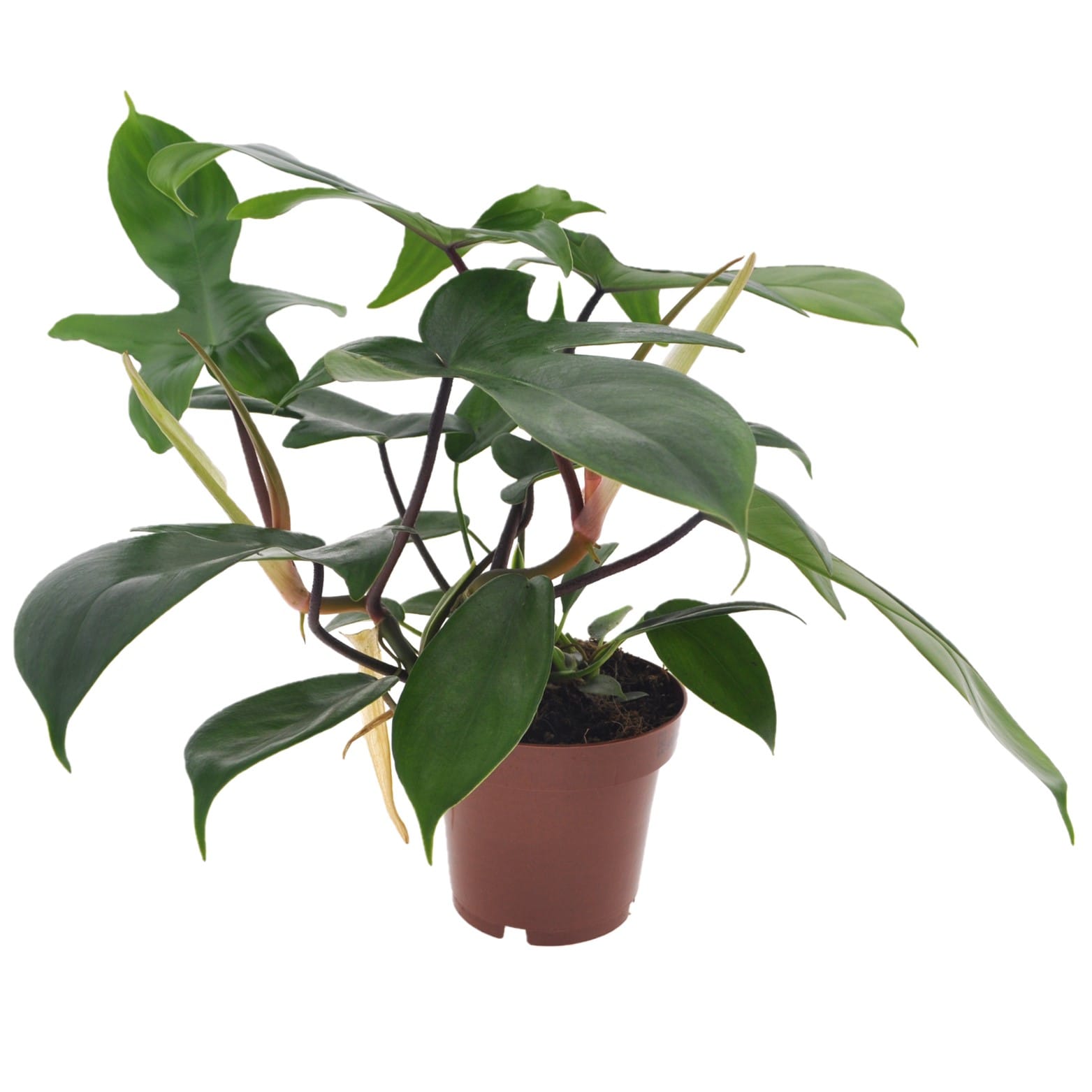 Philodendron 'florida green' (vert de fl