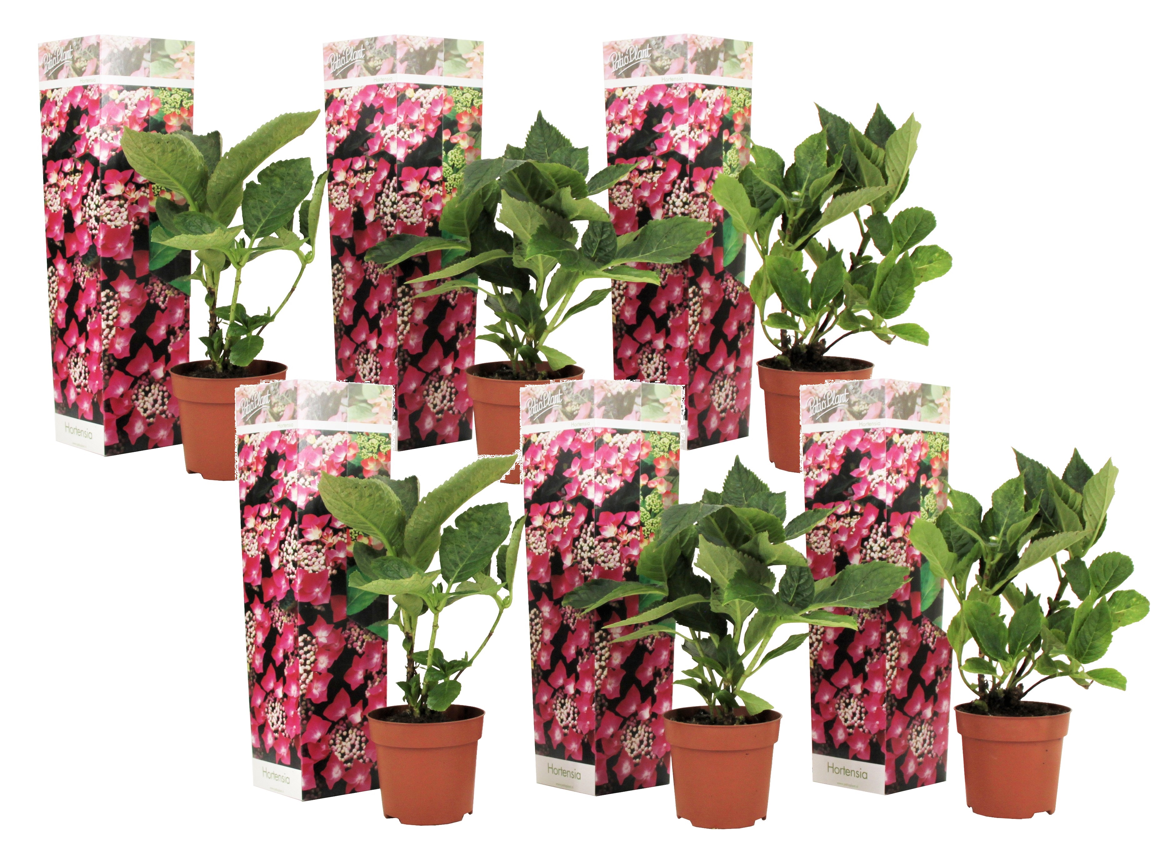 Hydrangea teller roze - lot de 6