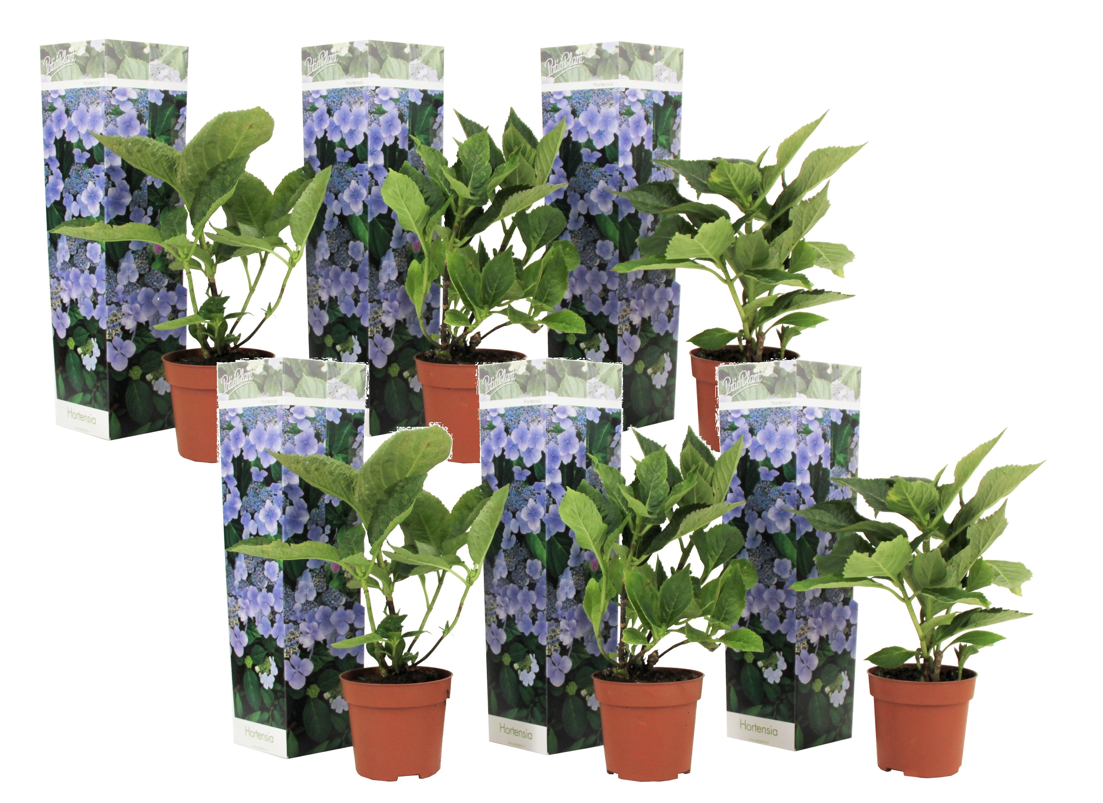 Hydrangea teller bleu - lot de 6