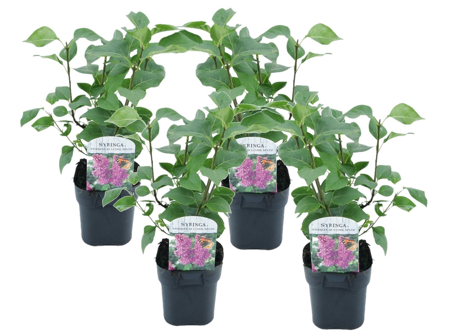 Syringa ludwig spath - lot de 4