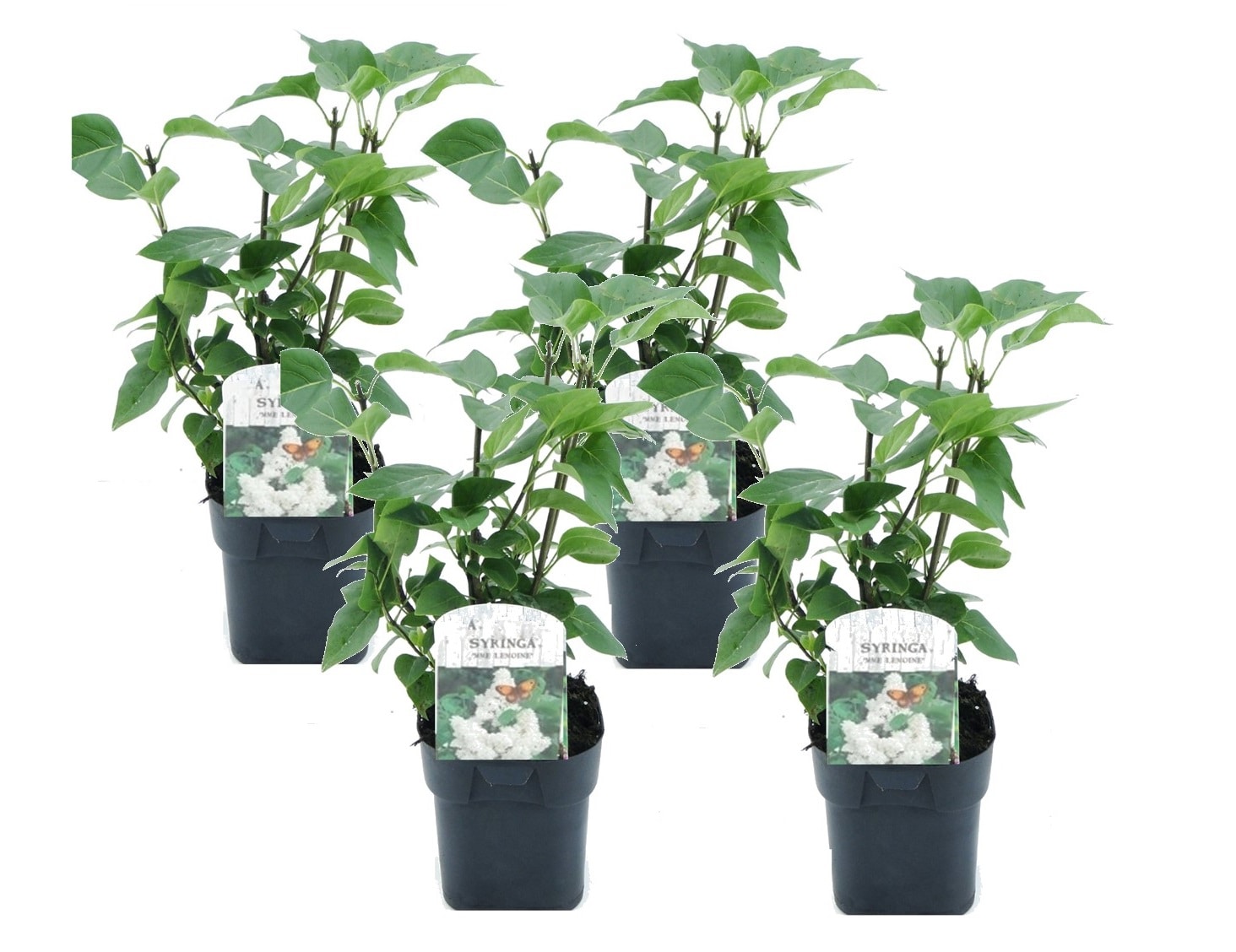 Syringa 'mme lemoine' - lot de 4