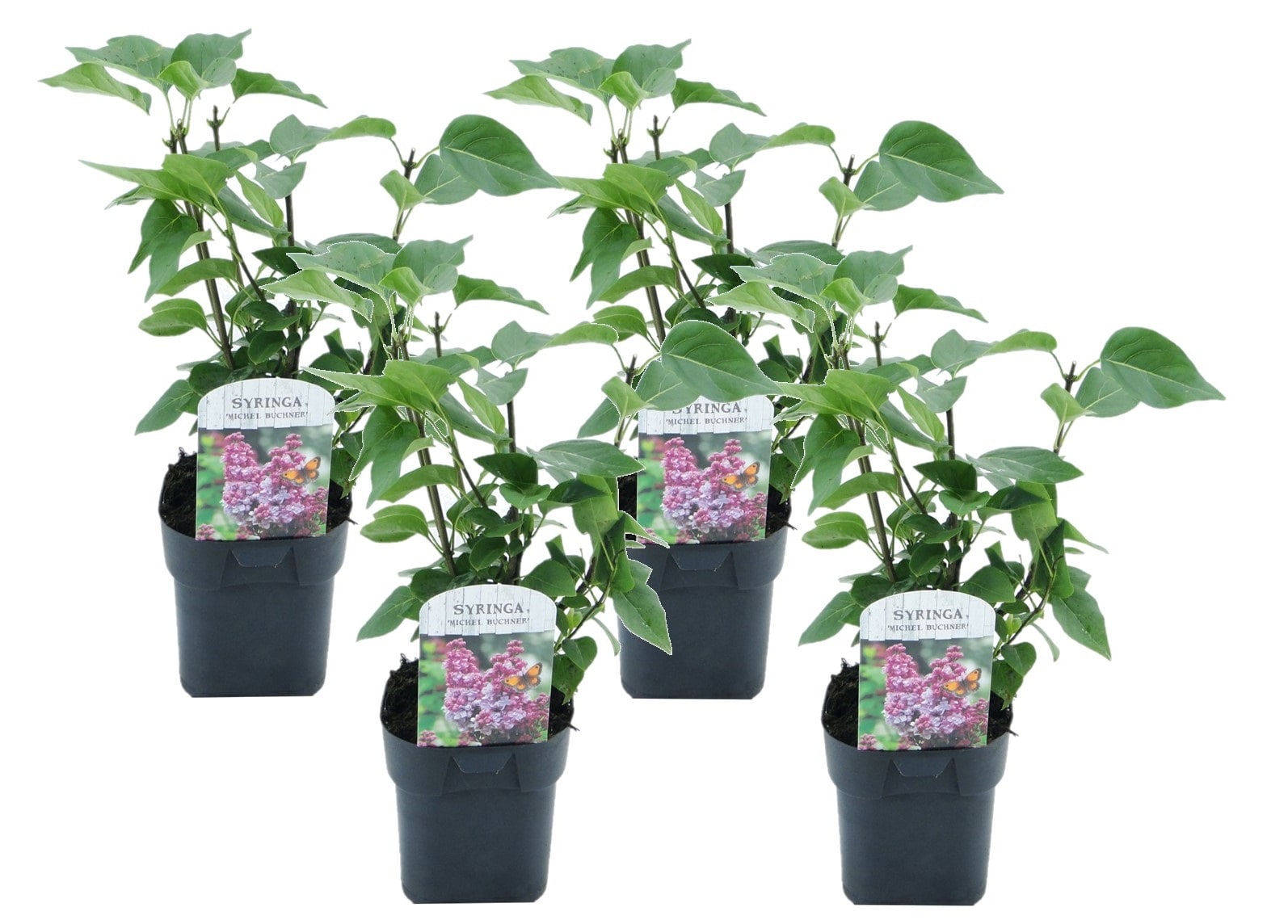 Syringa 'michel buchner' - lot de 4