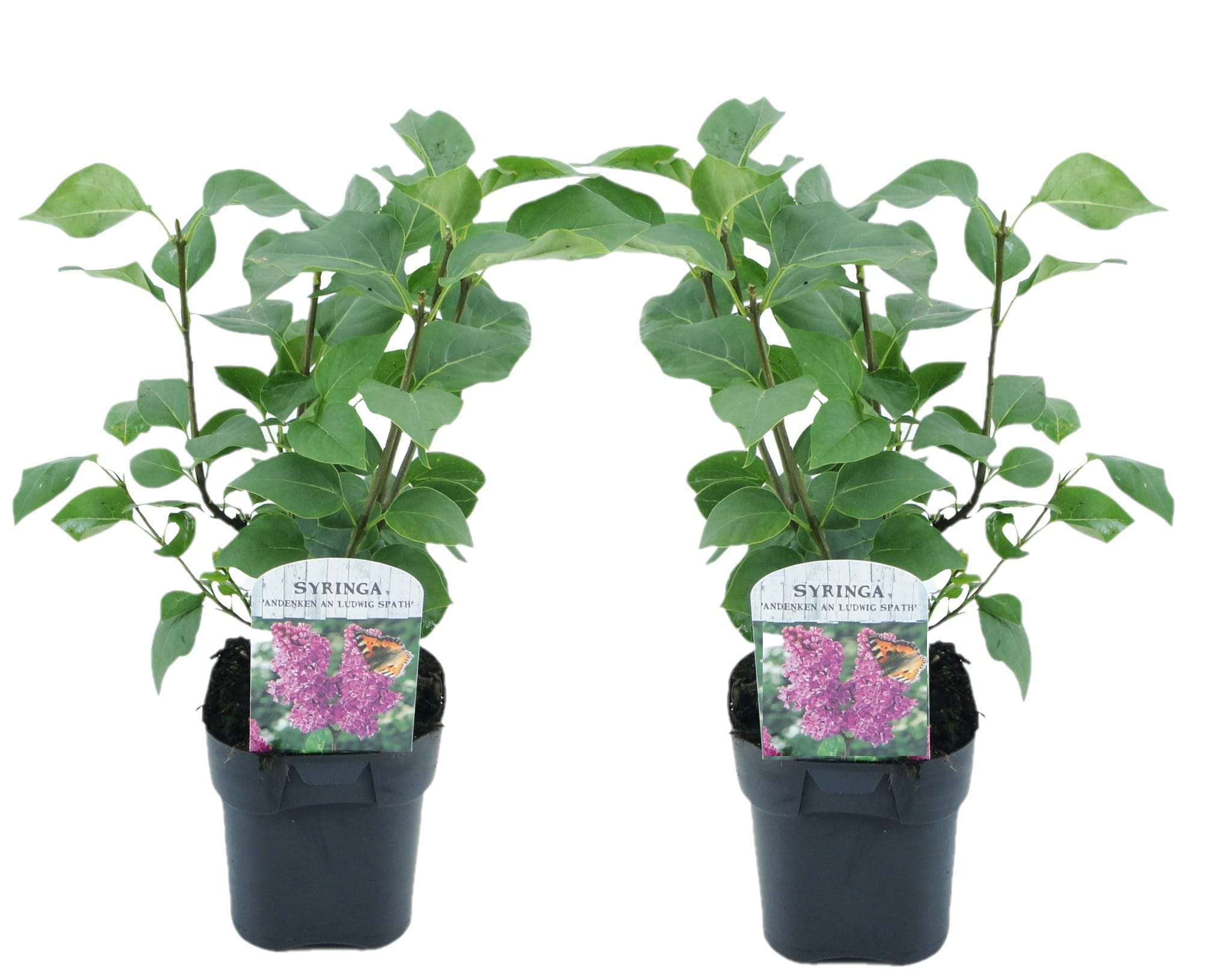 Syringa ludwig spath - lot de 2