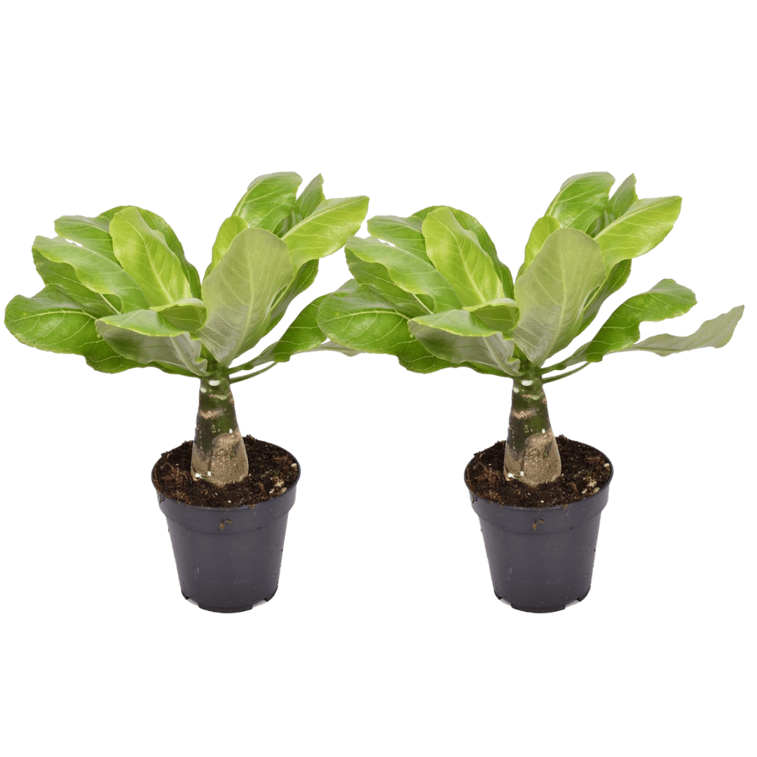 Brighamia insignis - lot de 2