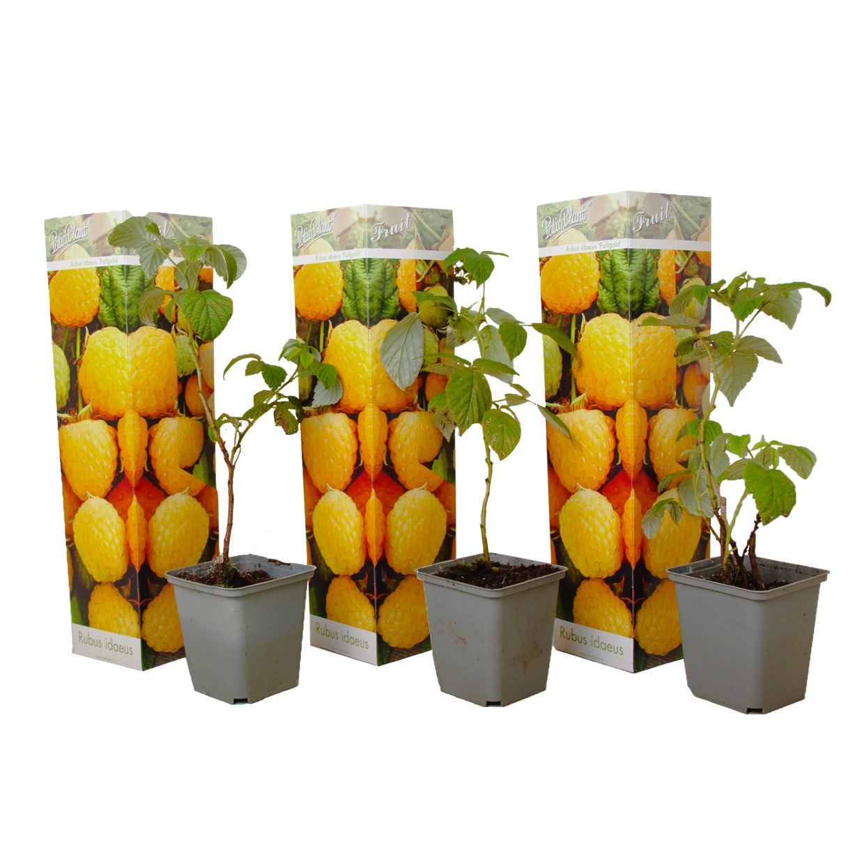 Framboise jaune 'fallgold' - lot de 3