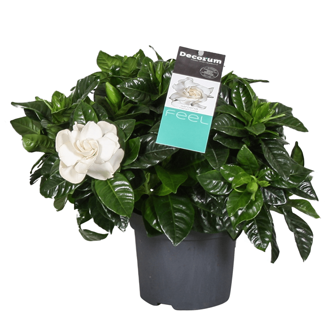 Gardenia jasminoides