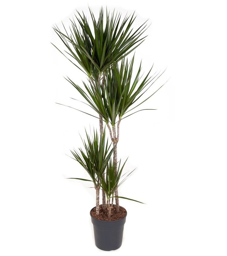 Xxl dracaena marginata 'dragon tree' (ar