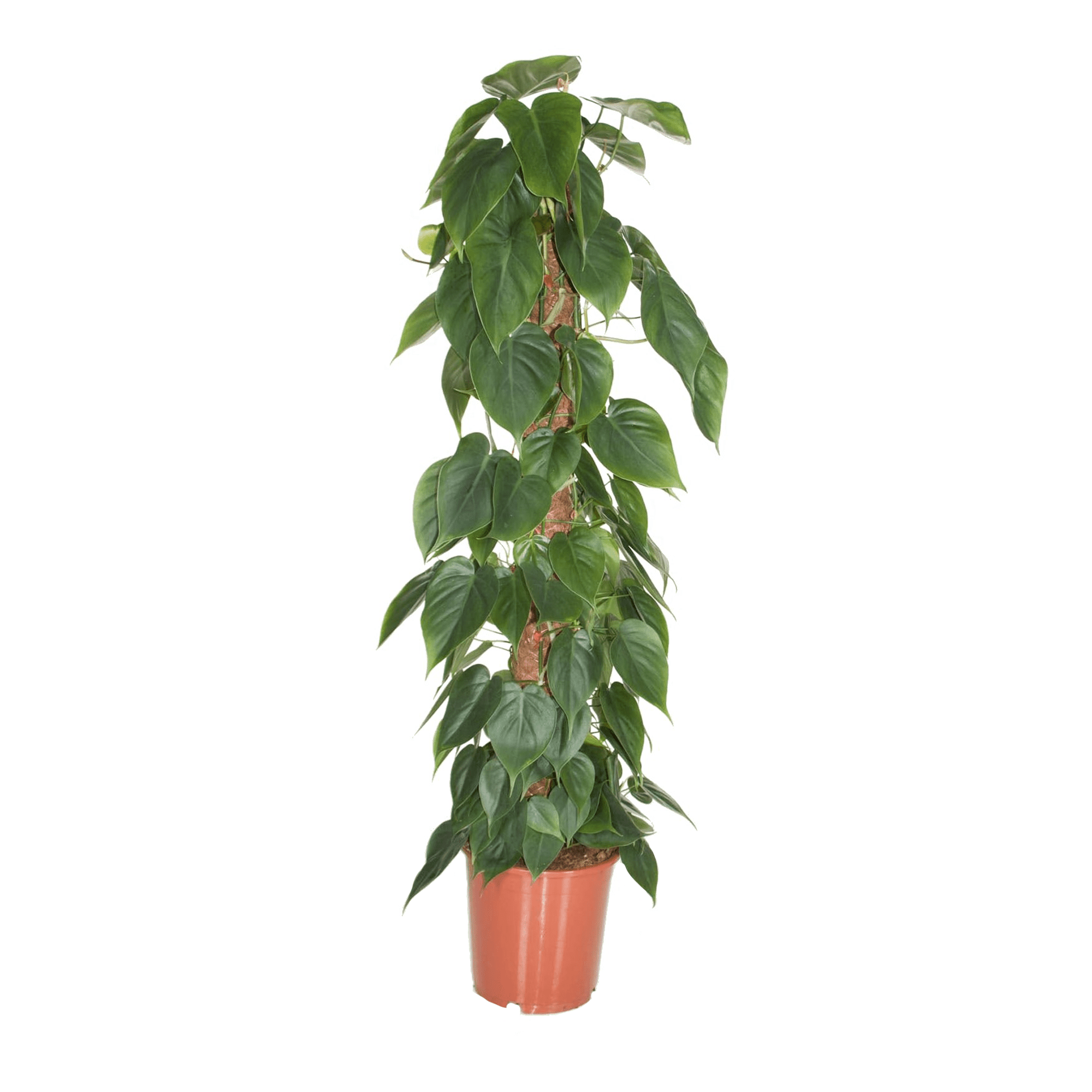 Xxl philodendron scandens sur tige