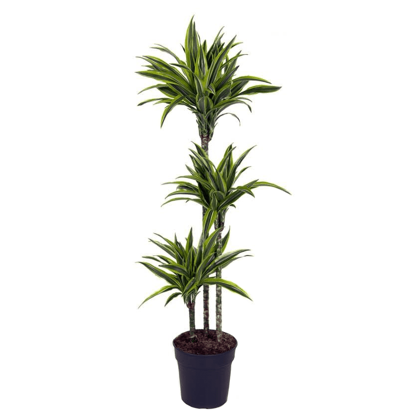 Dracaena xxl lemon lime