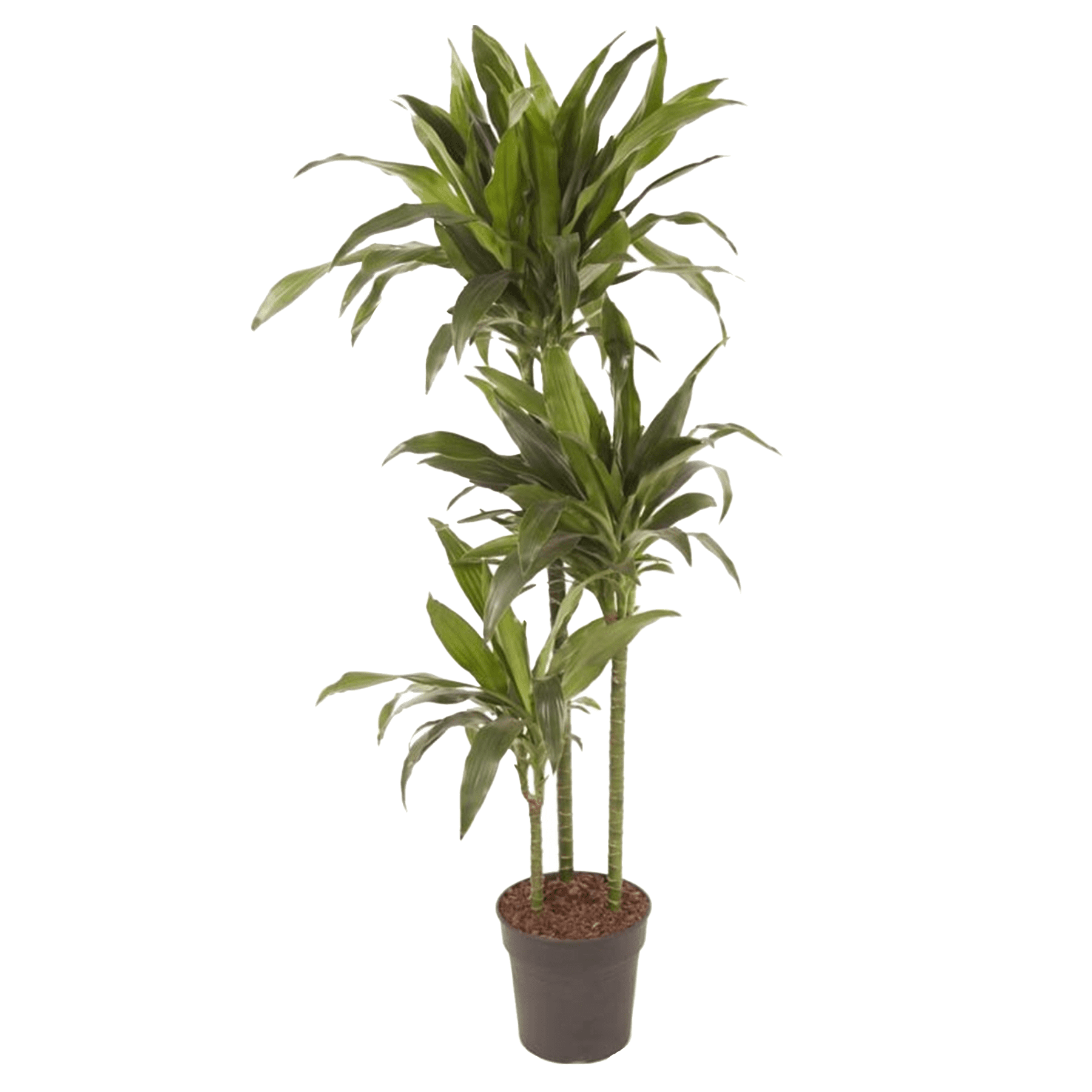 Xxl dracaena janet craig