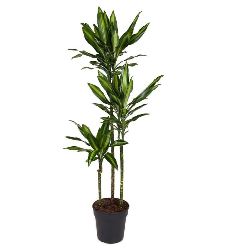 Xxl dracaena cintho