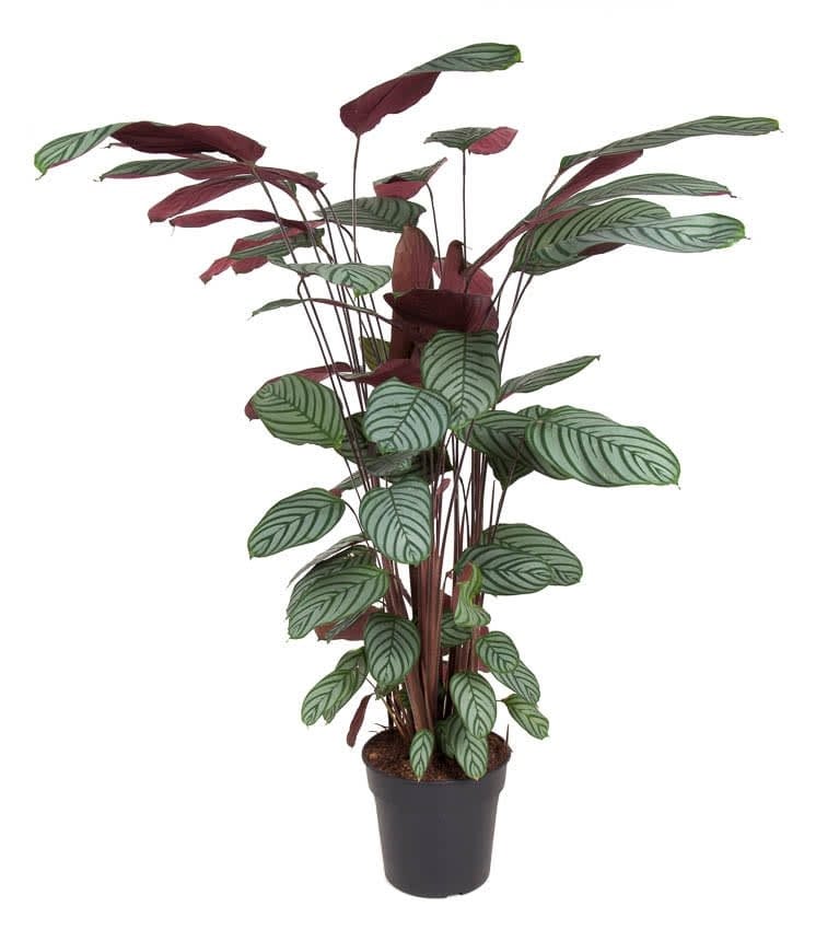 Xxl calathea oppenheimiana