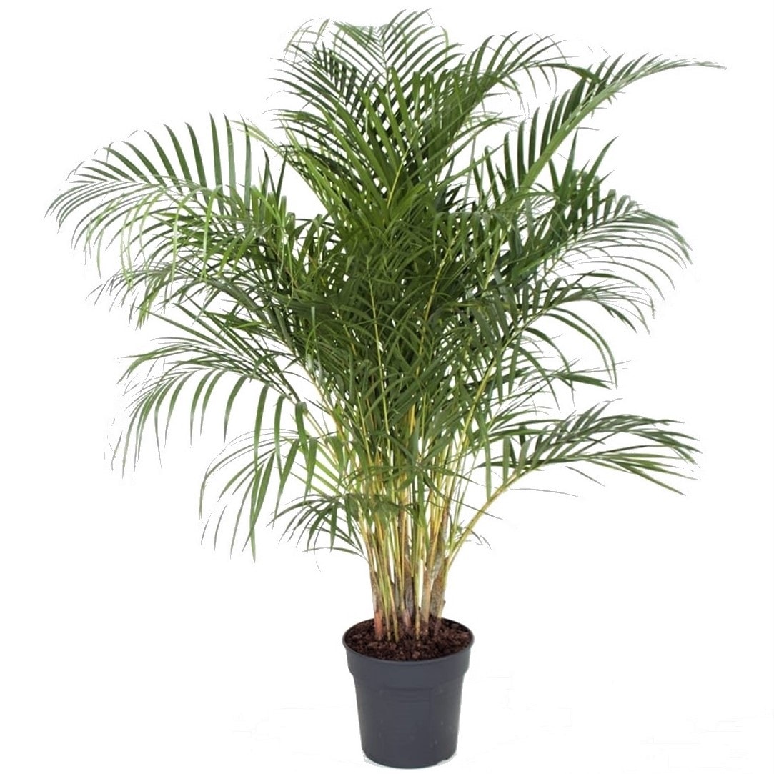 Xxl areca goldpalm