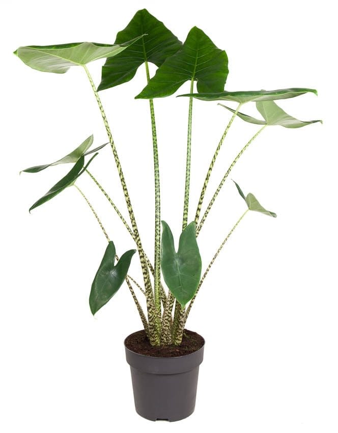 Xxl alocasia zebrina