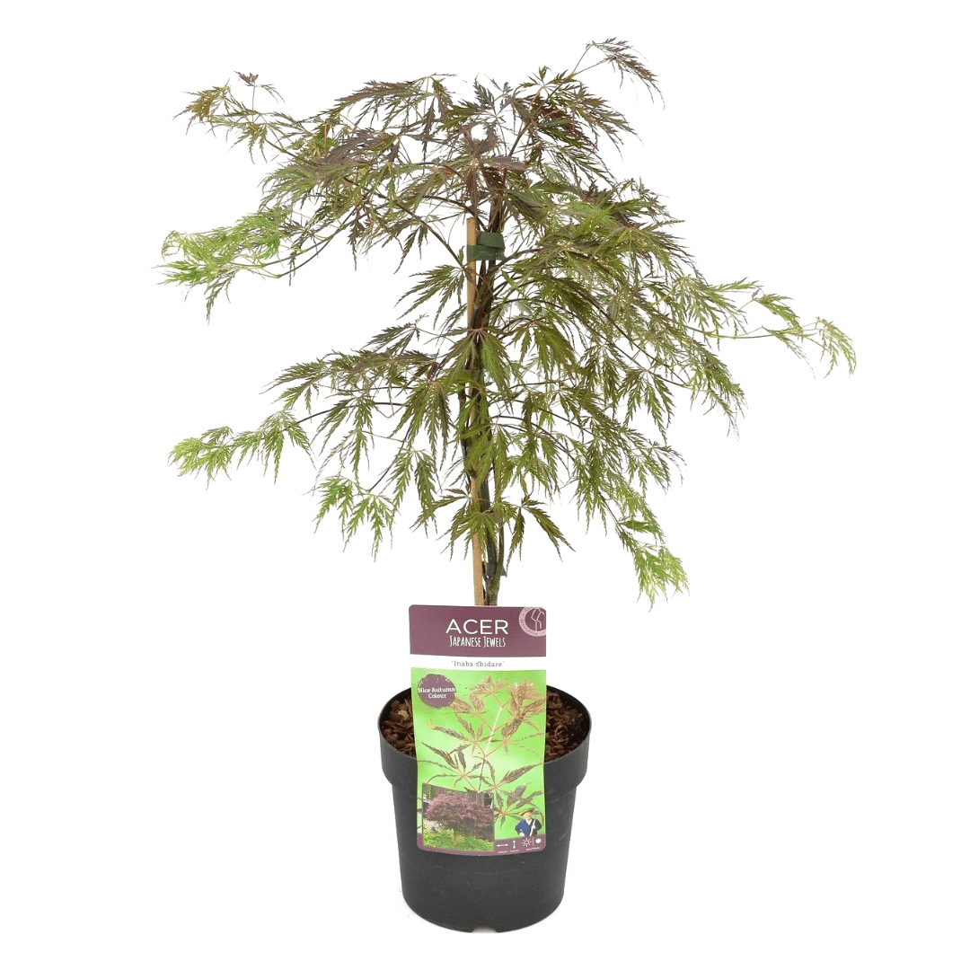 Érable japonais 'acer inabe-shidare'