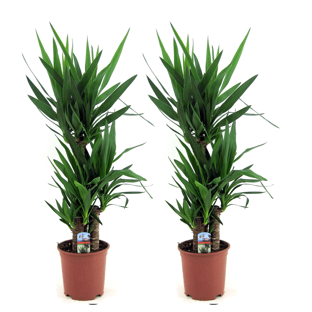 Yucca elephantipes xl - lot de 2