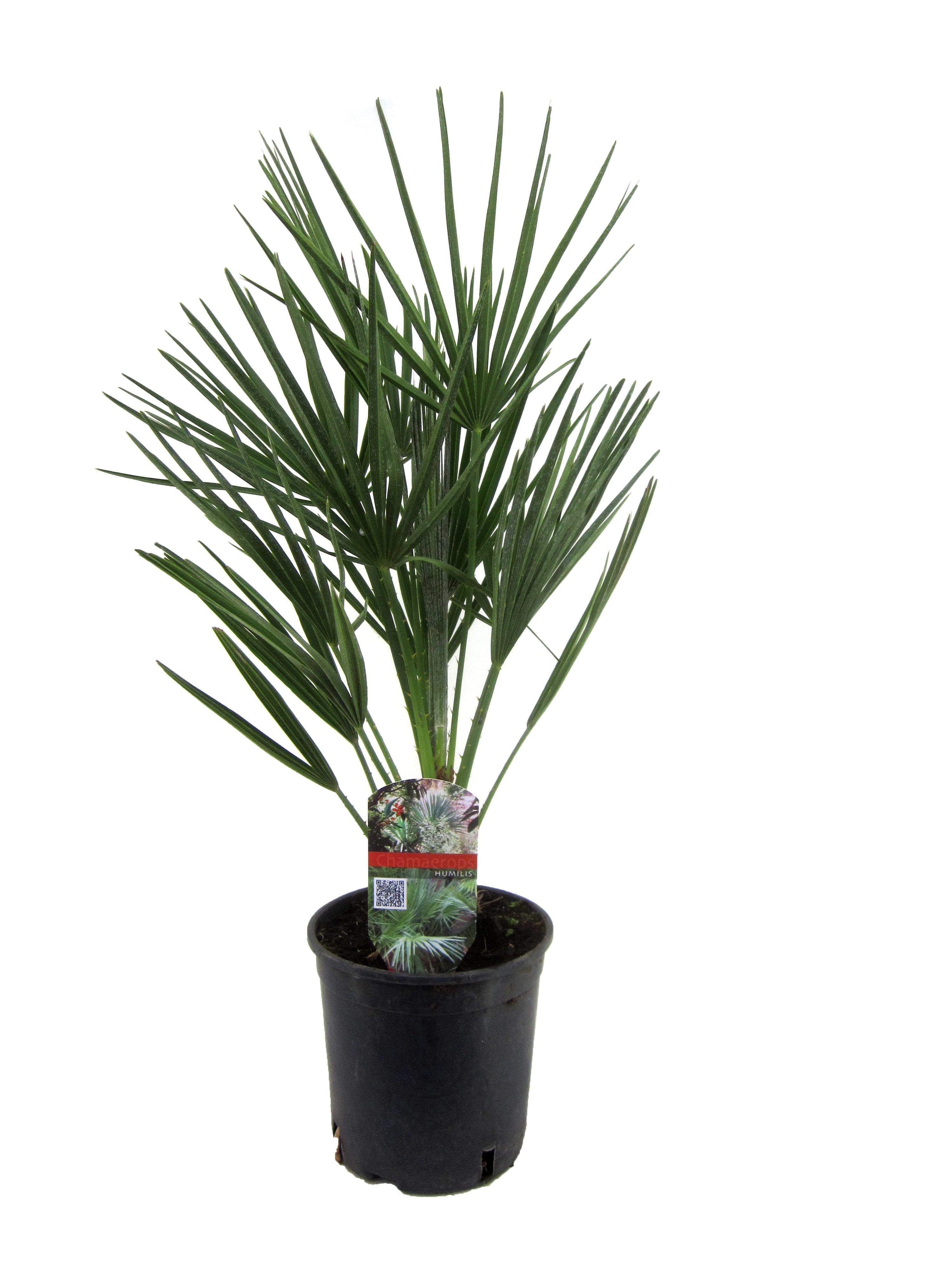 Palmier nain européen 'chamaerops humili