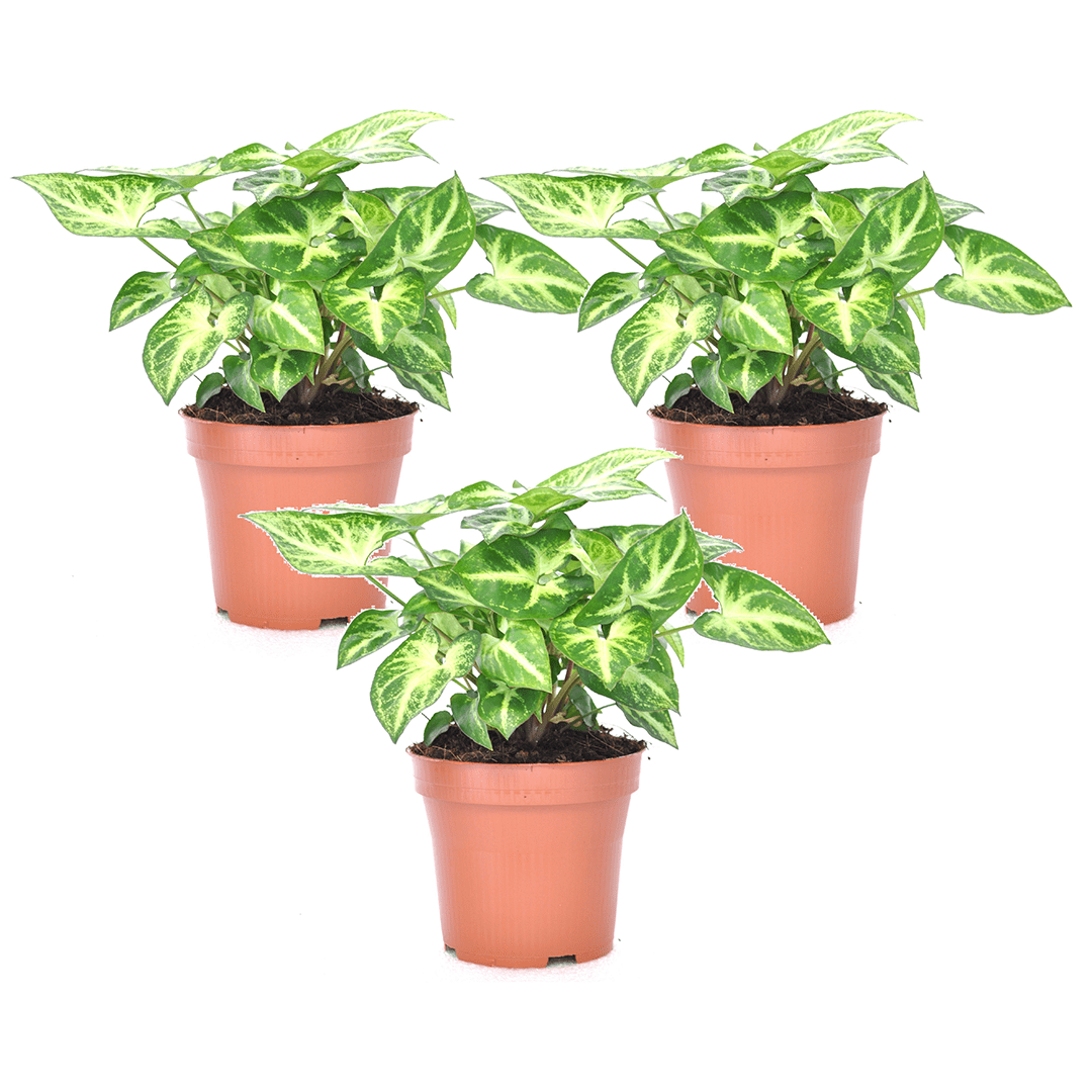 Syngonium 'pixie' - lot de 3