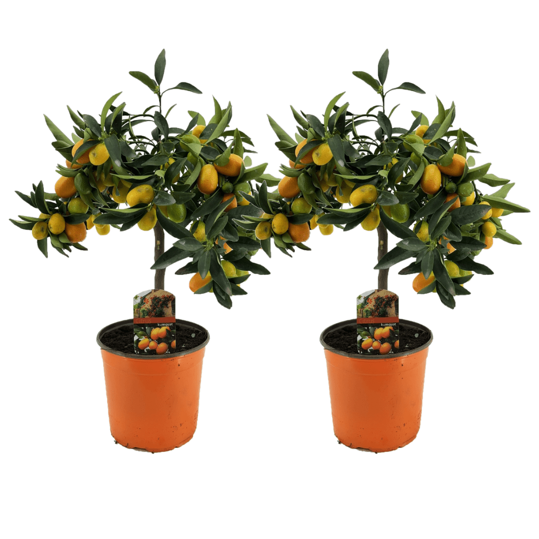 Citrus kumquat sur tige - lot de 2