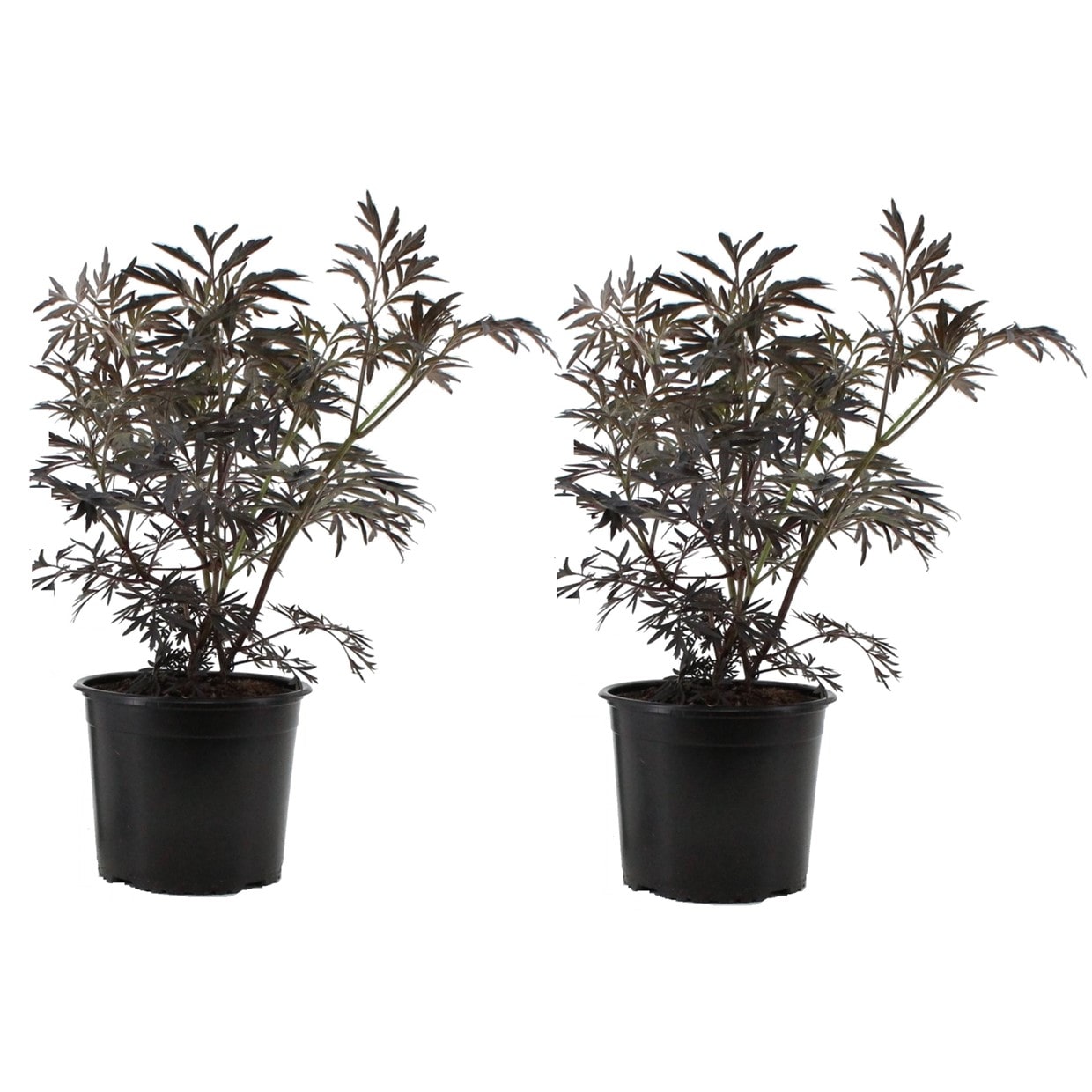 Sambucus 'black lace' - lot de 2