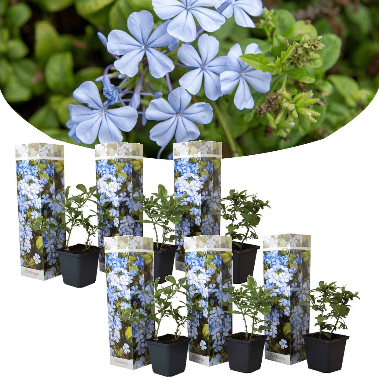 Plumbago 'men's loyalty' - lot de 6