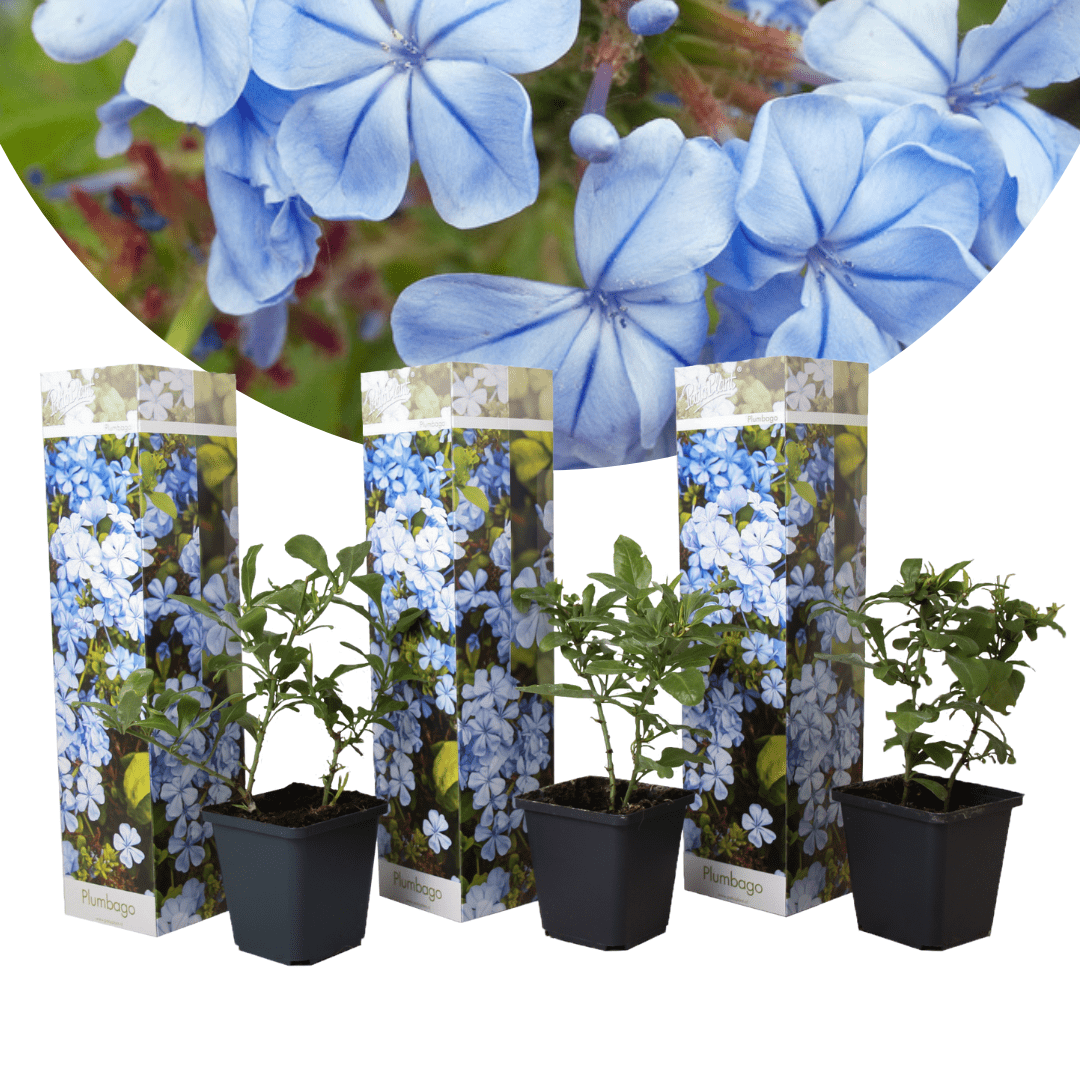 Plumbago 'men's loyalty' - lot de 3