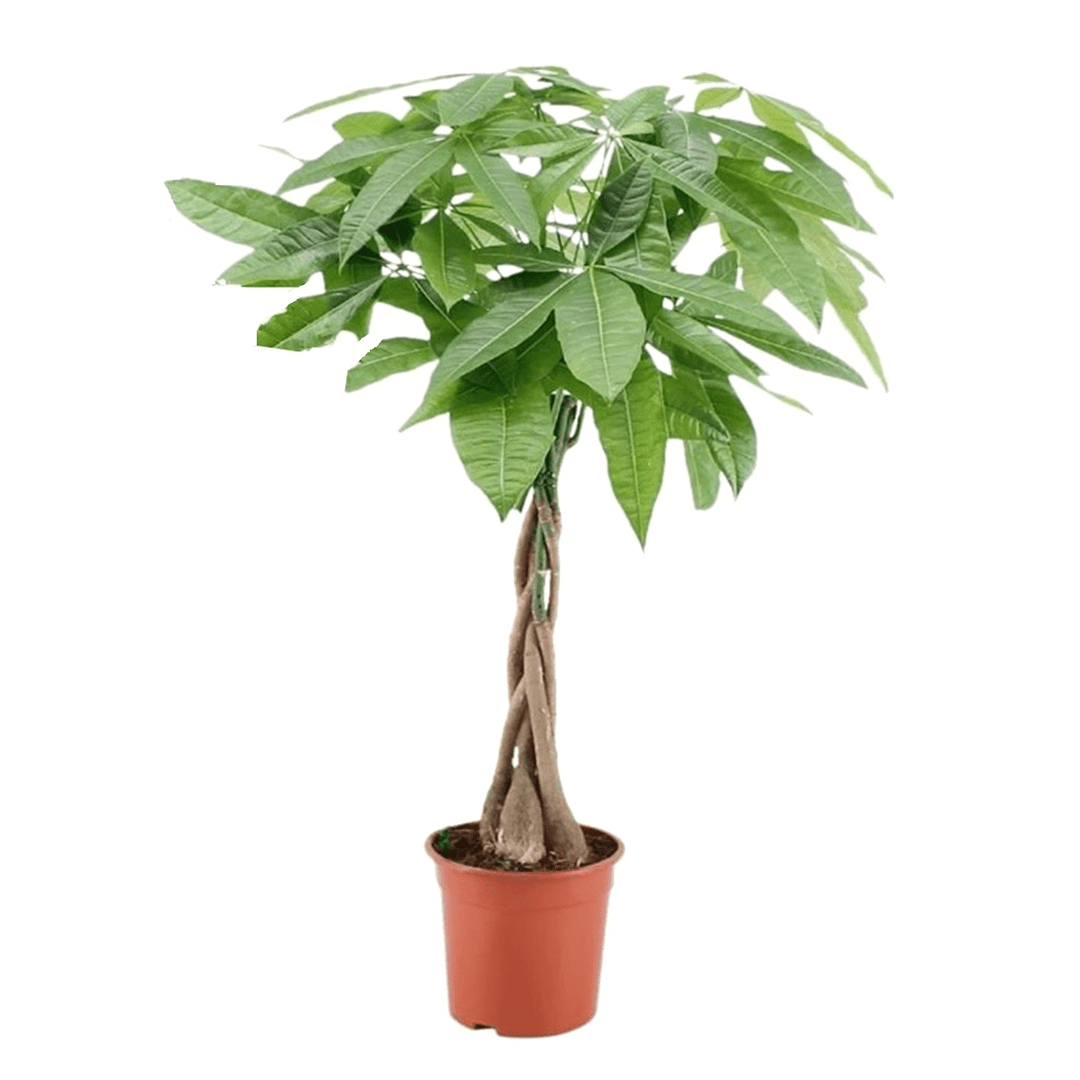 Pachira 'money tree' (arbre à argent)