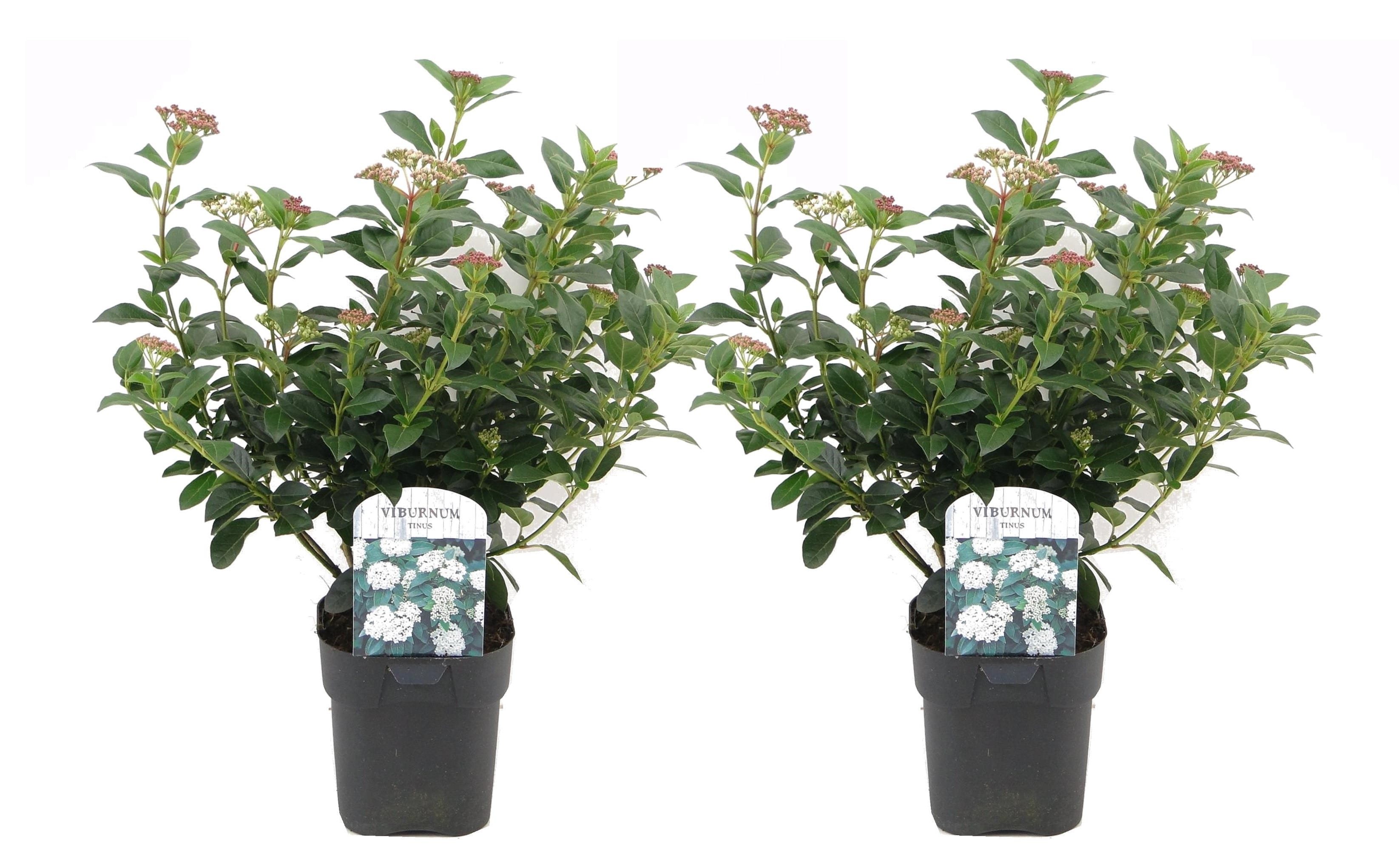 Viburnum tinus - lot de 2