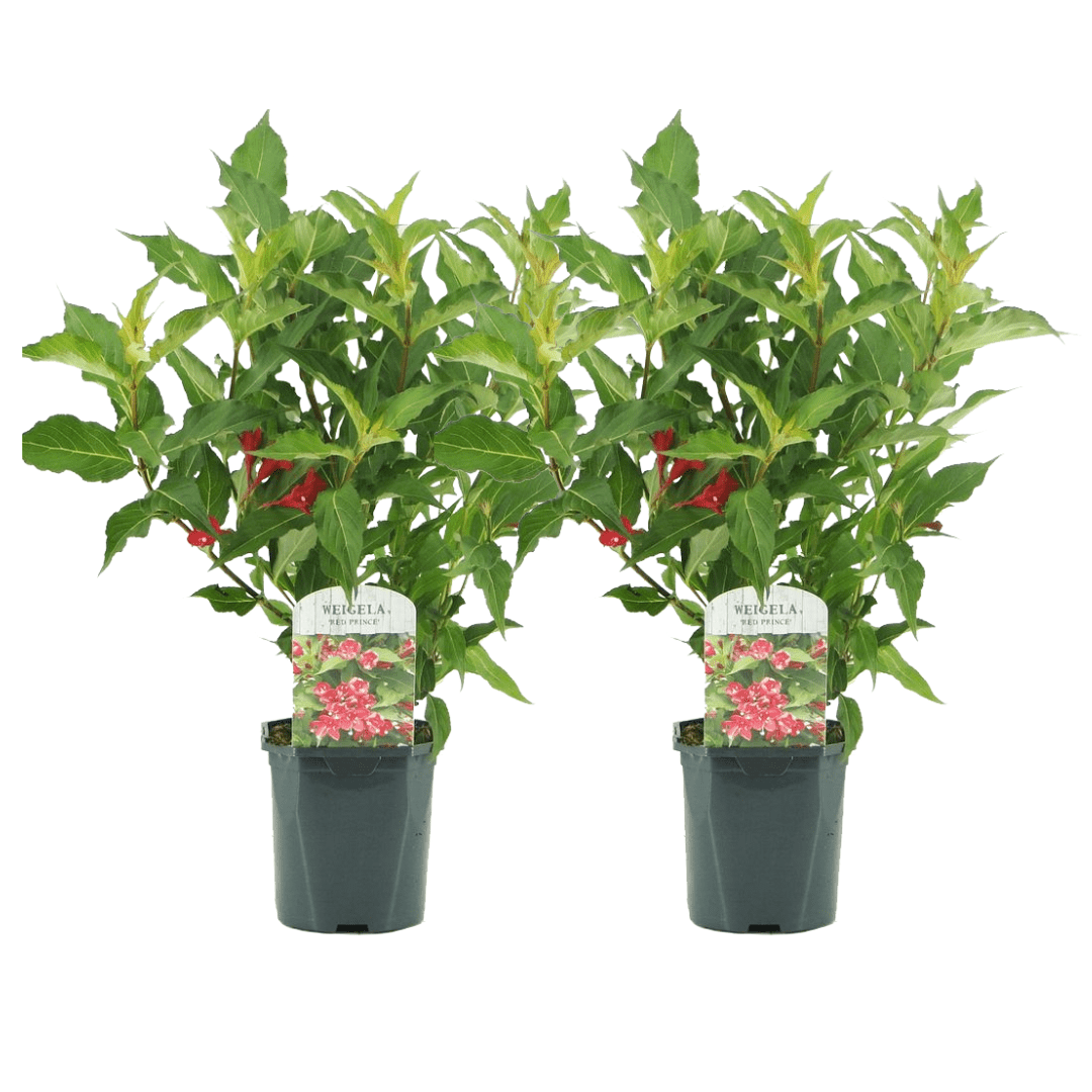 Weigela 'red prince' - lot de 2