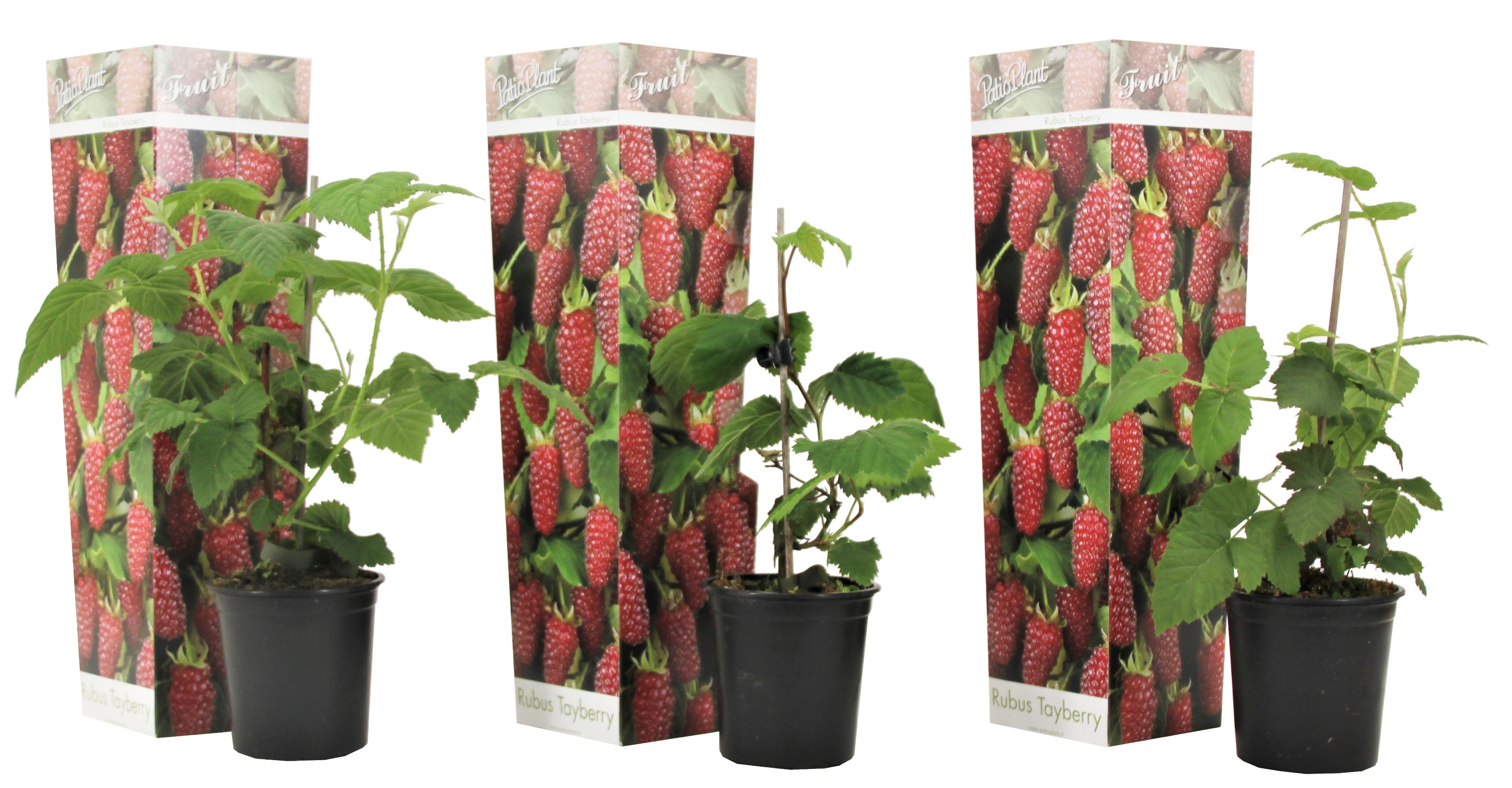 Rubus tayberry - lot de 3