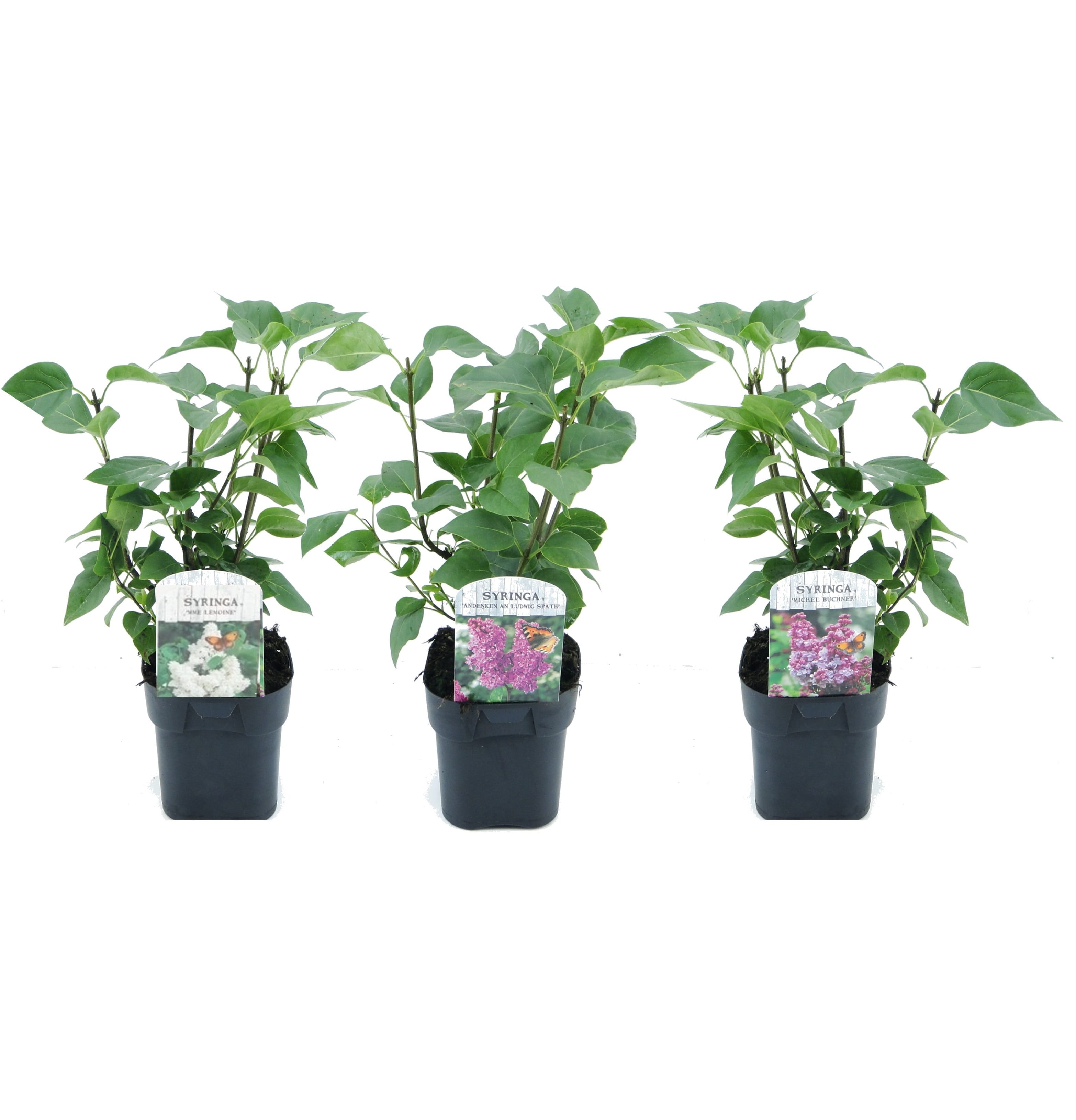 Syringa mix - lot de 3