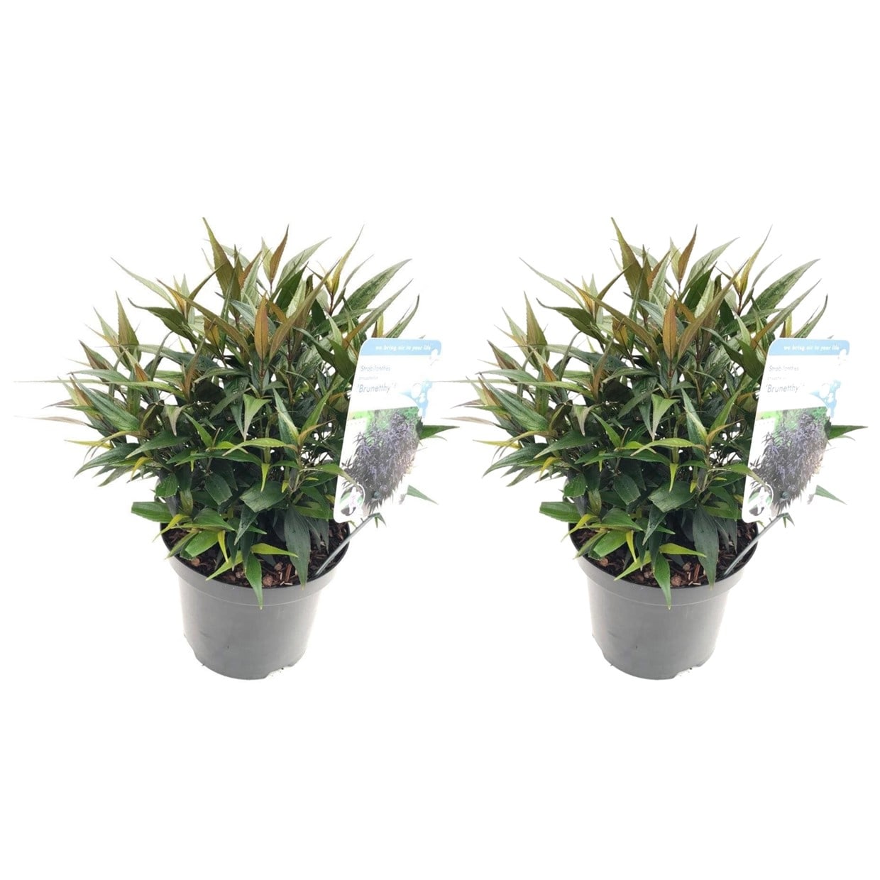 Strobilanthus 'brunetthy' - lot de 2