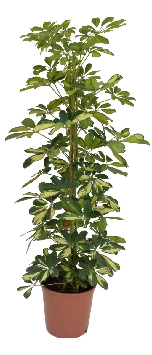 Xl schefflera dalton 'finger tree' (arbr